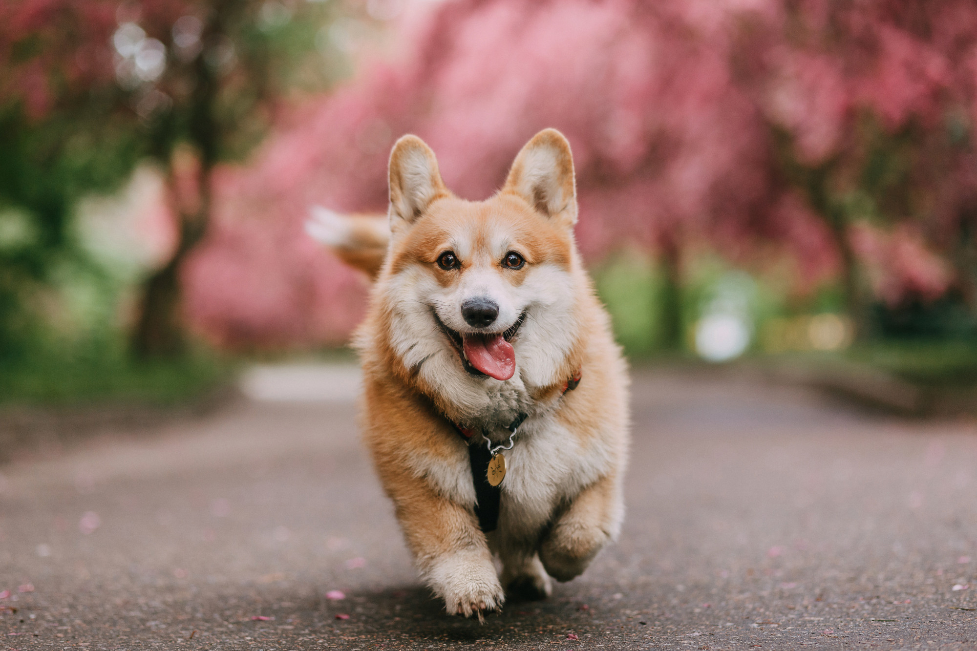 Анна и Филипп. Фотограф-анималист Елена Радченко, Москва