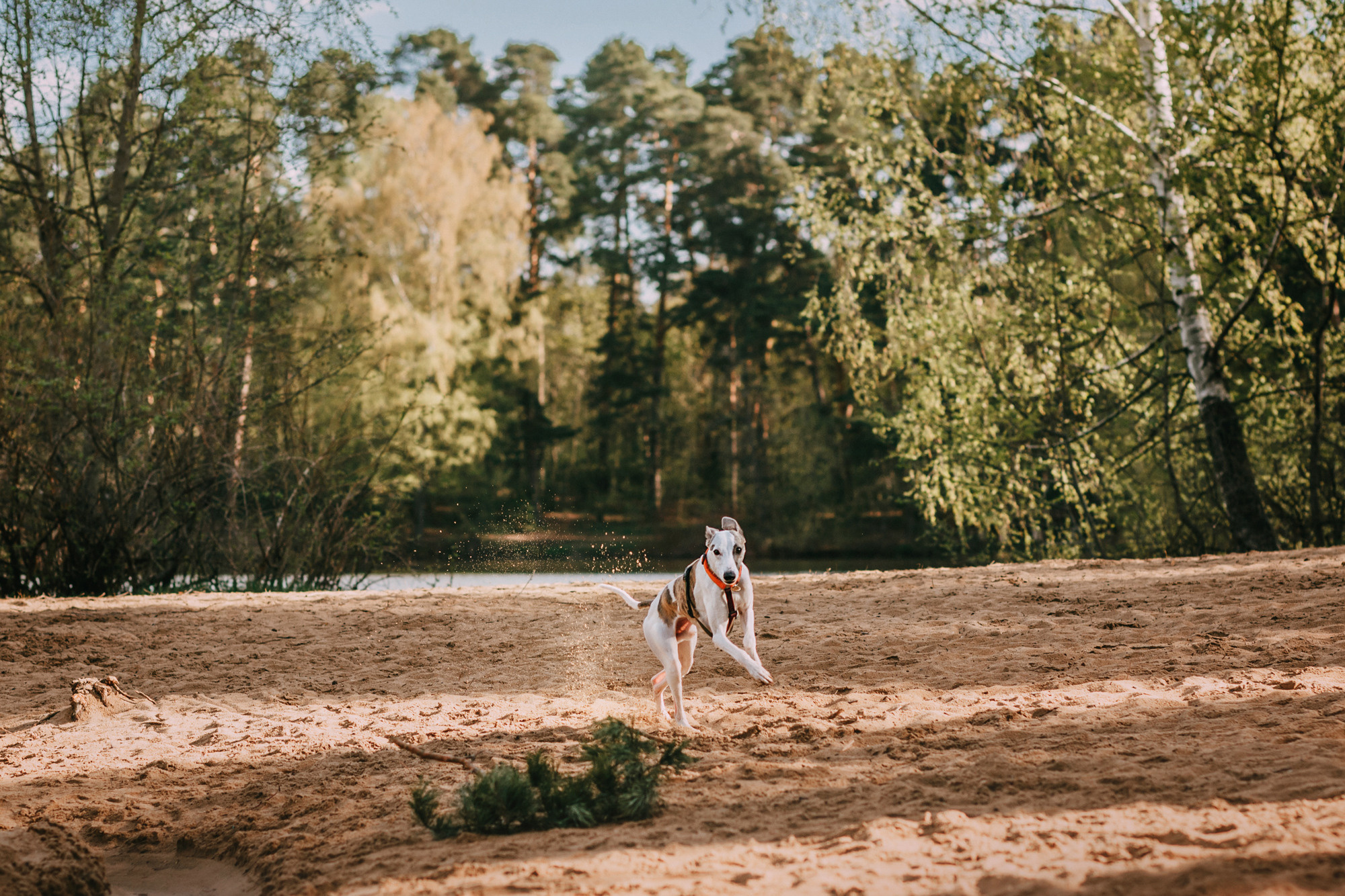Соня, Максим, Данте и Ланя. Фотограф-анималист Елена Радченко, Москва