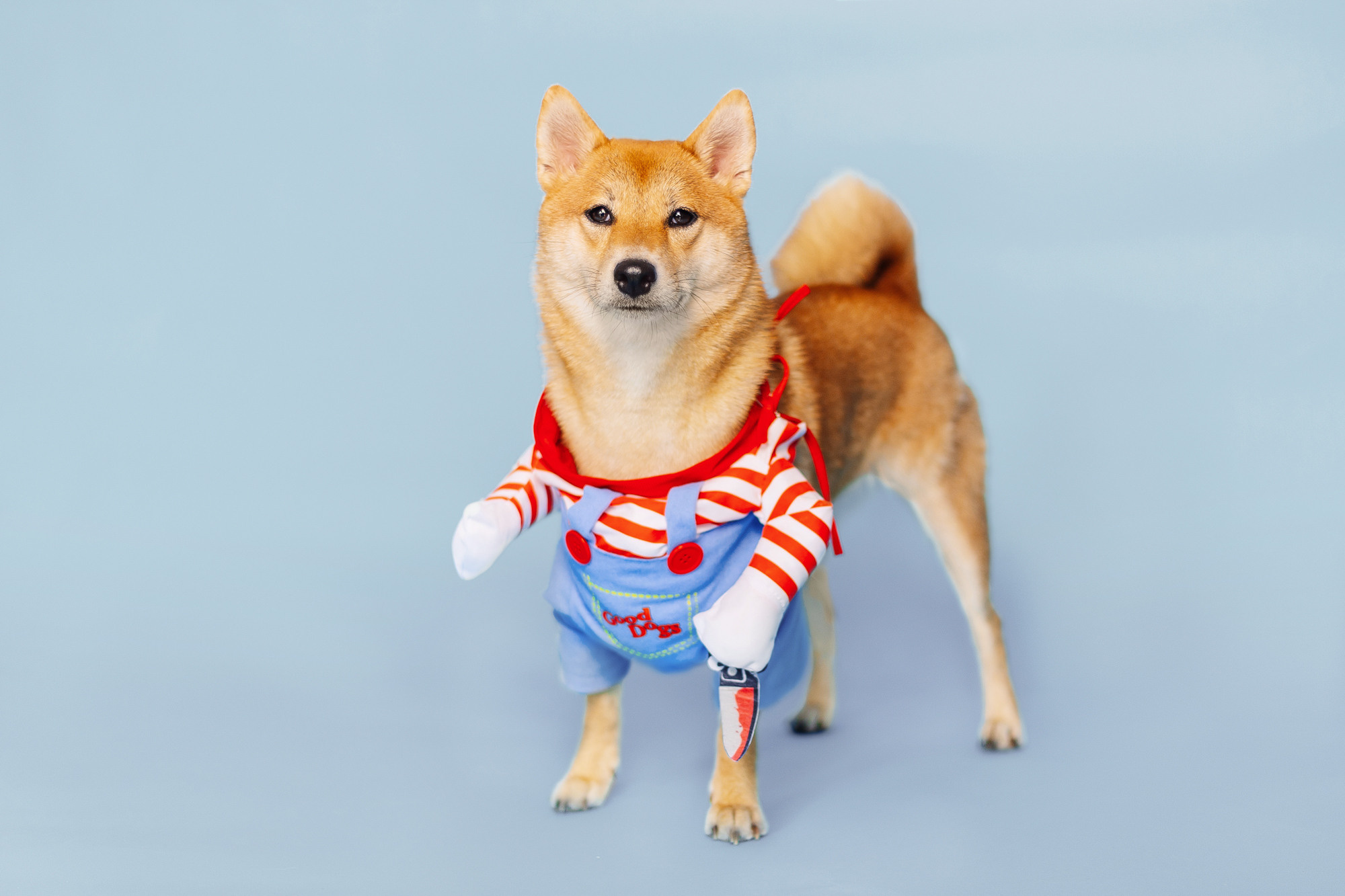 Магазин Friend of mine. Фотограф-анималист Елена Радченко, Москва