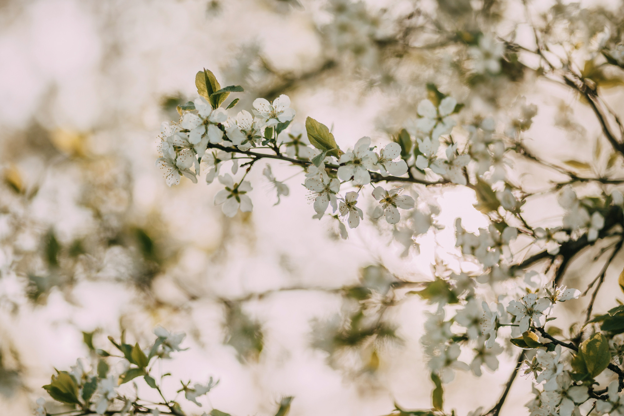 Аня и Вафля. Фотограф-анималист Елена Радченко, Москва