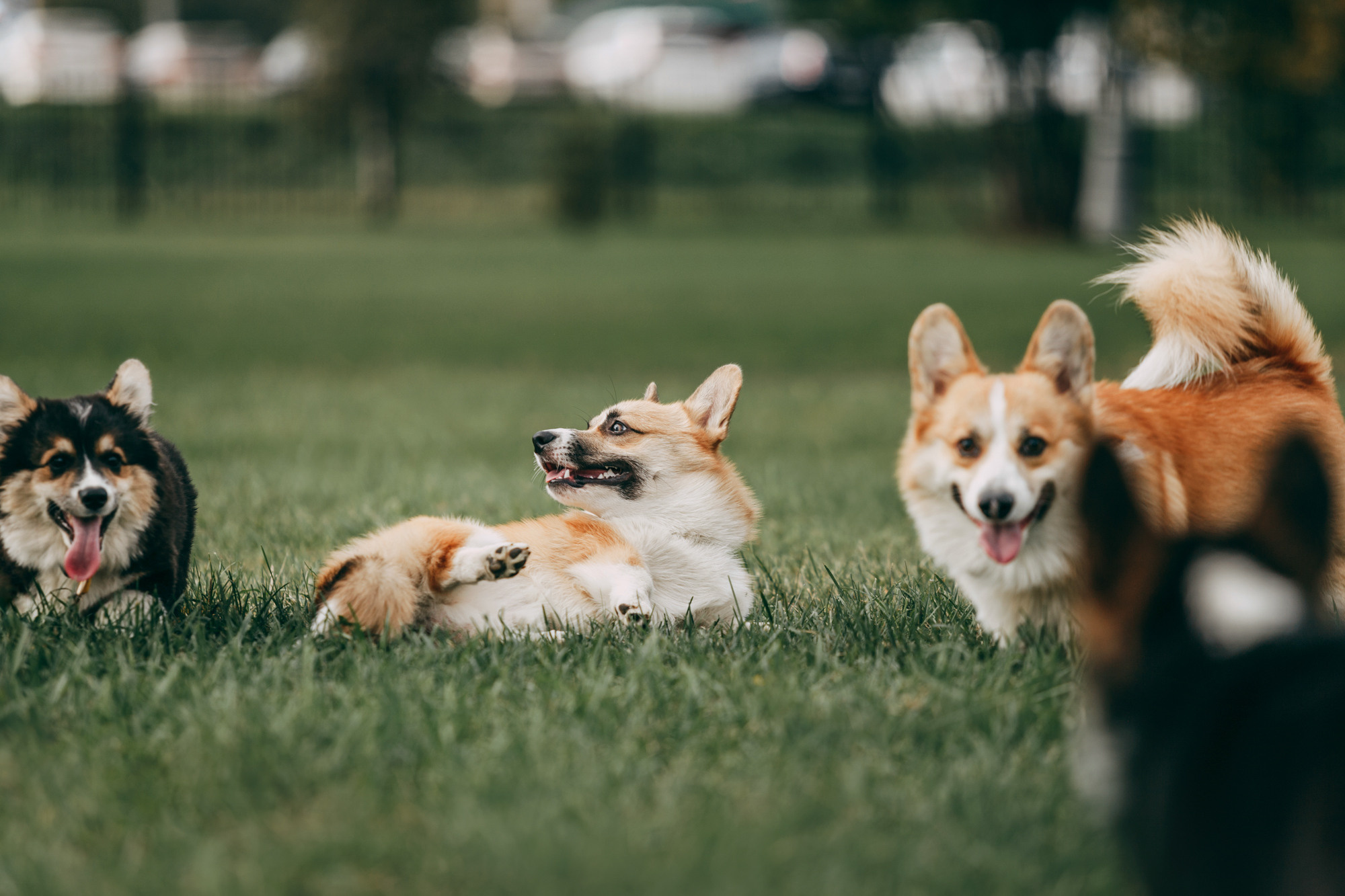 День рождения Габи. Фотограф-анималист Елена Радченко, Москва