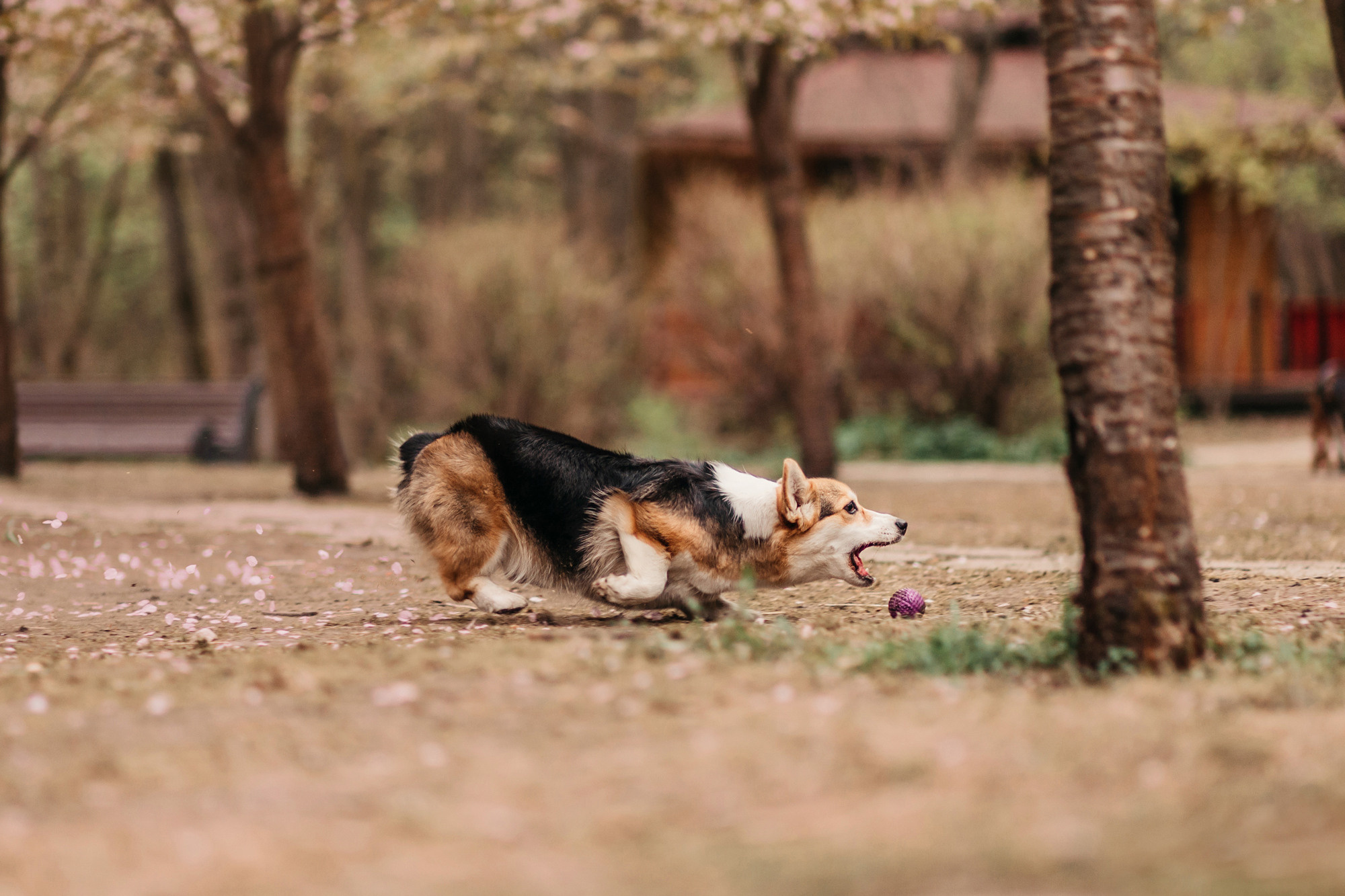 Анна, Рустам и Габи. Фотограф-анималист Елена Радченко, Москва