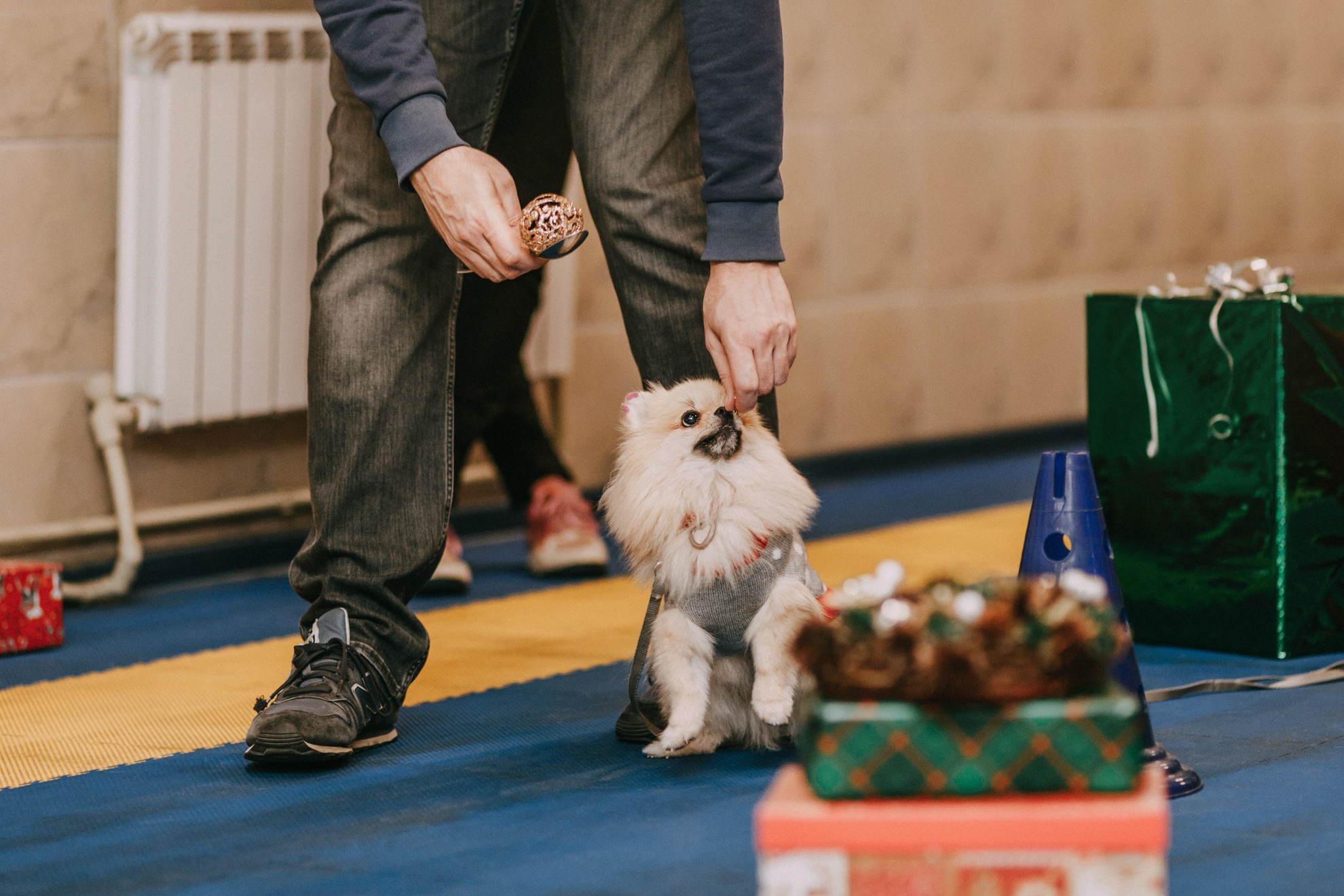 Собачий Новый год. Фотограф-анималист Елена Радченко, Москва