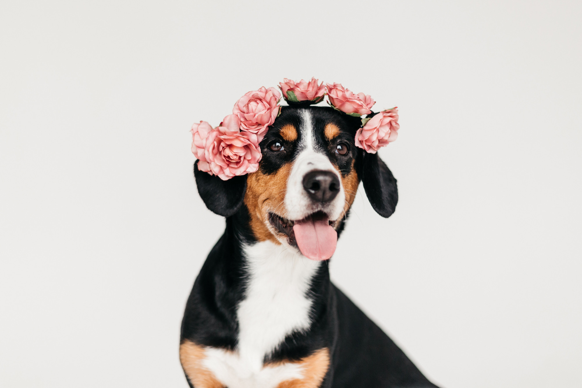 Фотодень 4 апреля. Фотограф-анималист Елена Радченко, Москва