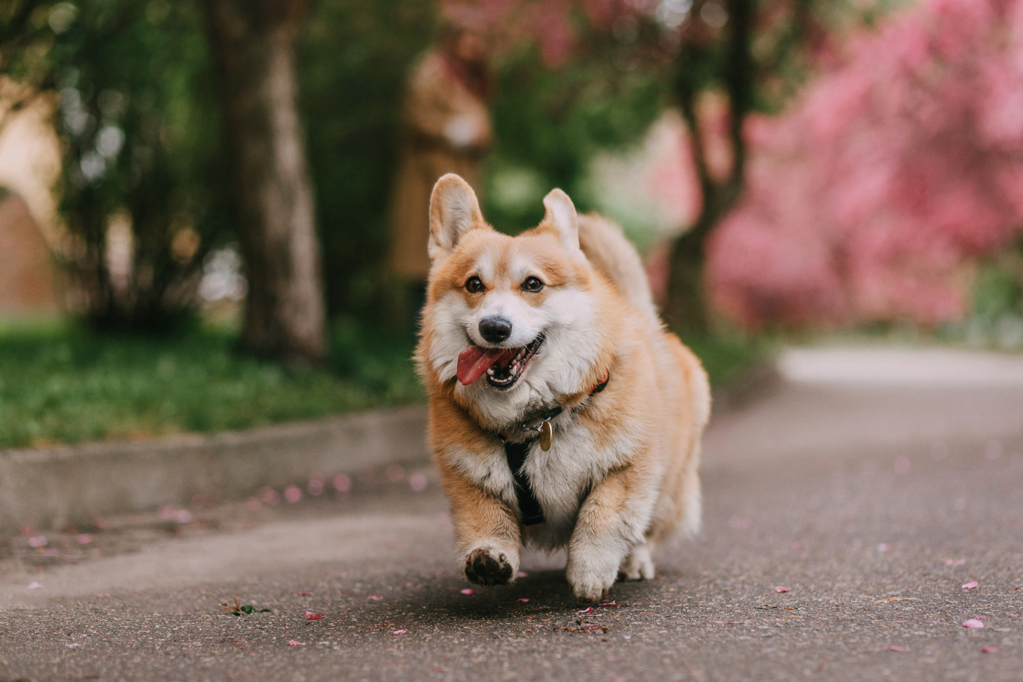 Анна и Филипп. Фотограф-анималист Елена Радченко, Москва