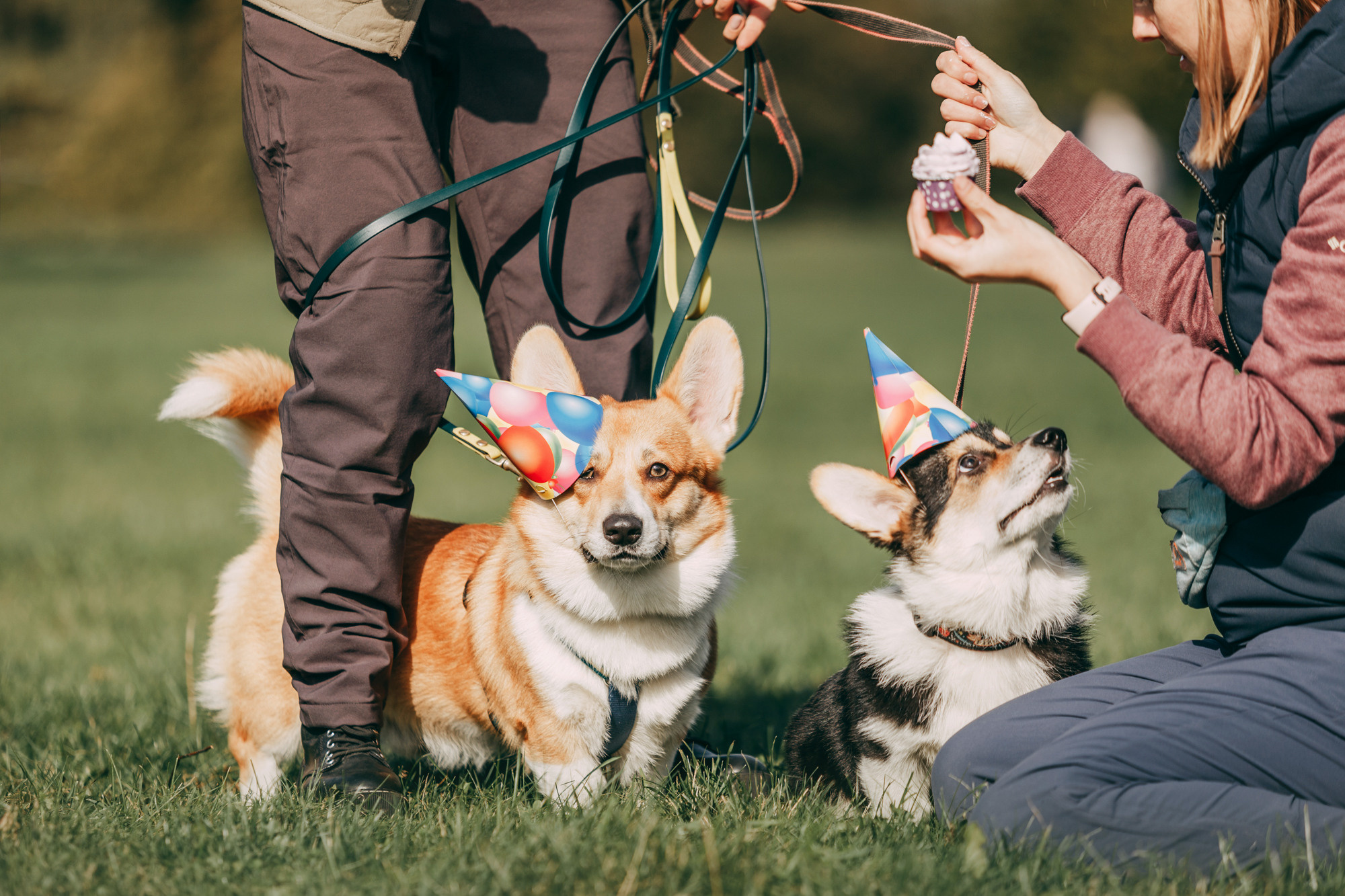 День рождения Габи. Фотограф-анималист Елена Радченко, Москва