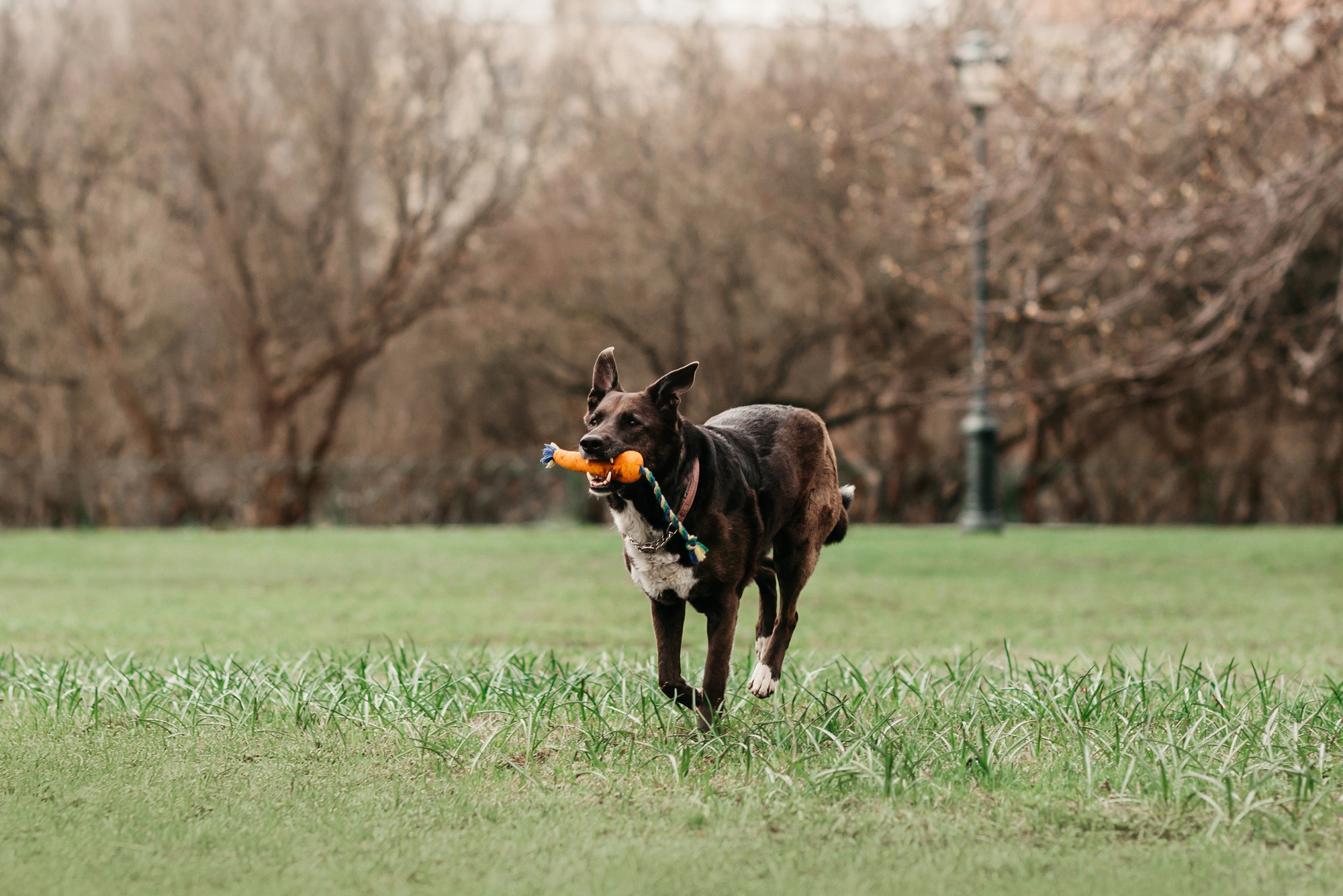 Ира, Бэлла и Альма. Фотограф-анималист Елена Радченко, Москва