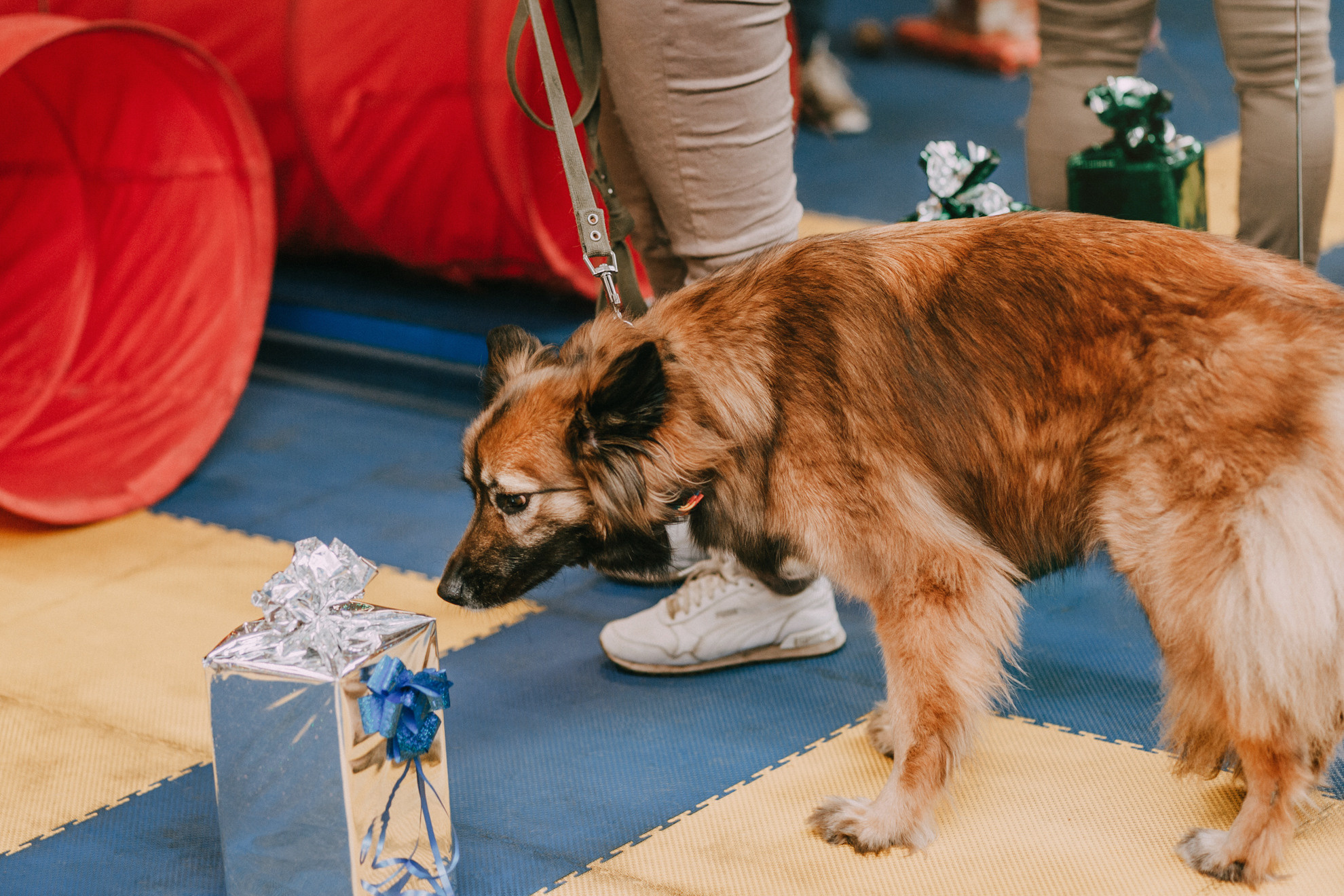 Собачий Новый год. Фотограф-анималист Елена Радченко, Москва