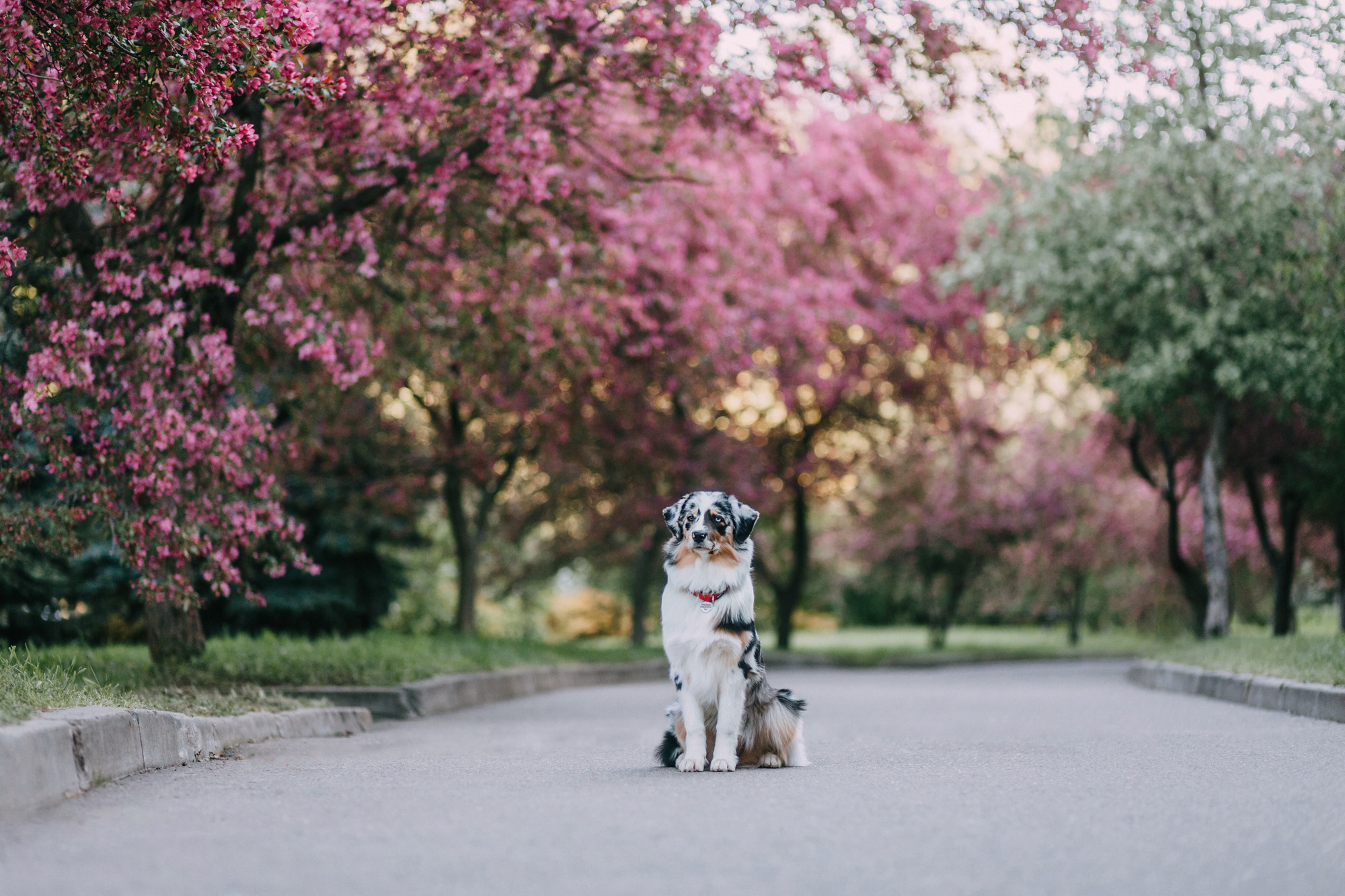 Анна, Чарли и Ева. Фотограф-анималист Елена Радченко, Москва