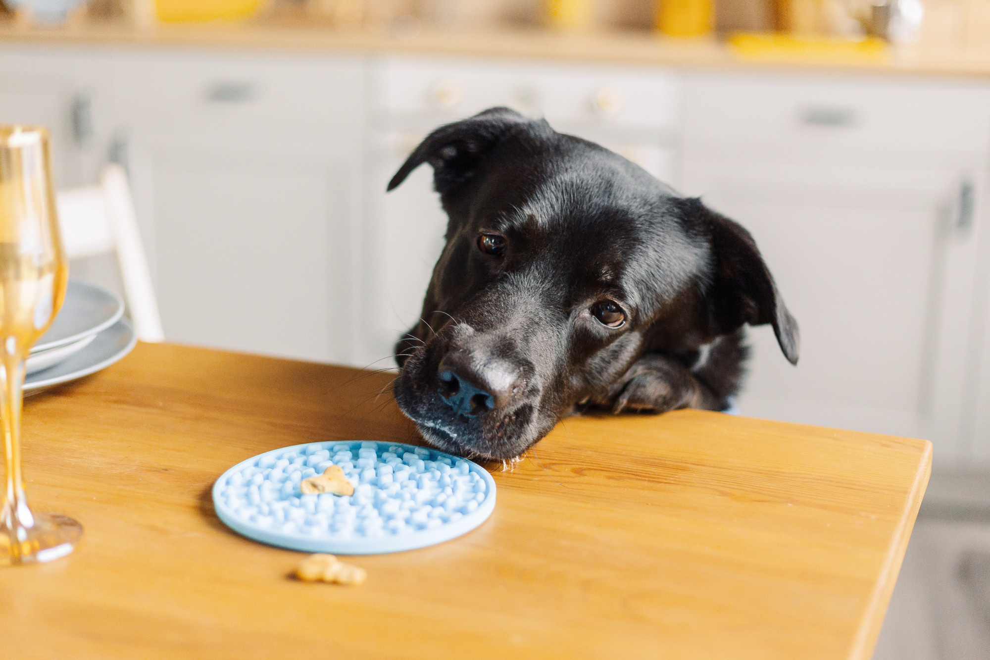 Магазин Friend of mine. Фотограф-анималист Елена Радченко, Москва