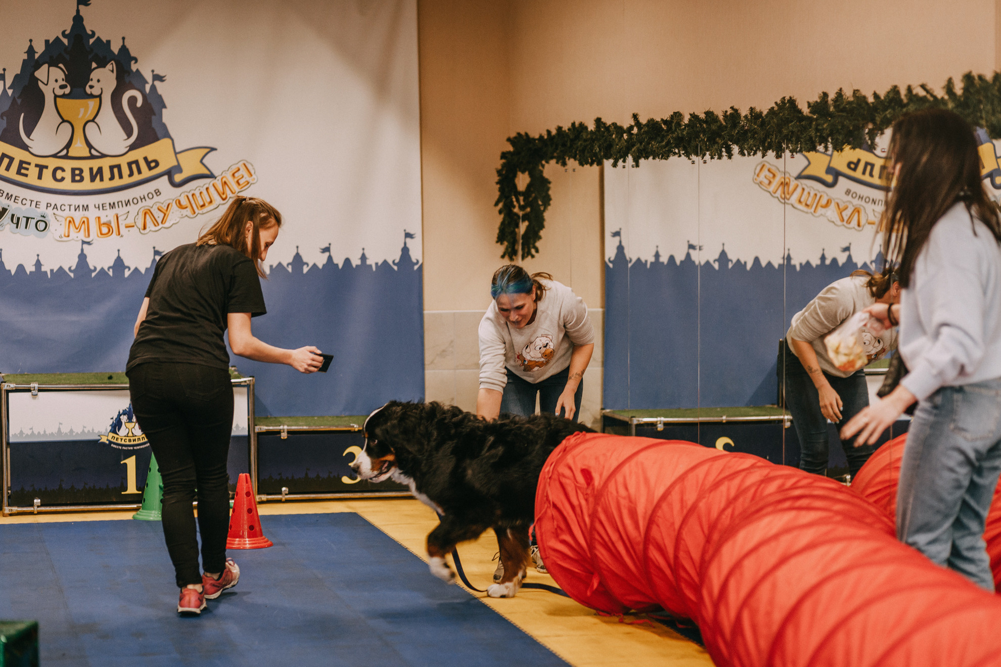 Собачий Новый год. Фотограф-анималист Елена Радченко, Москва