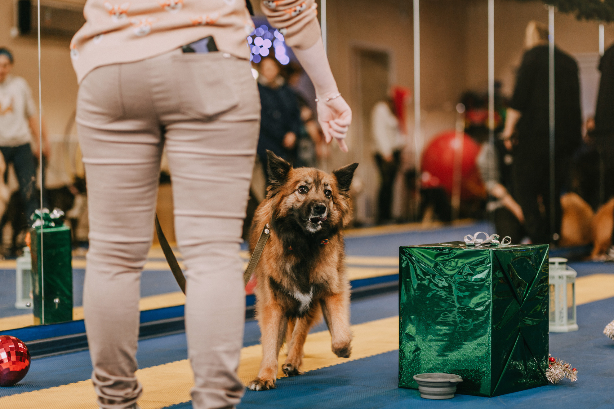 Собачий Новый год. Фотограф-анималист Елена Радченко, Москва