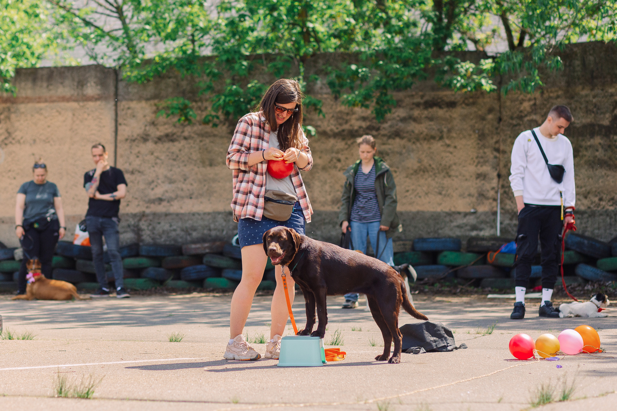 Дог-туса. Фотограф-анималист Елена Радченко, Москва