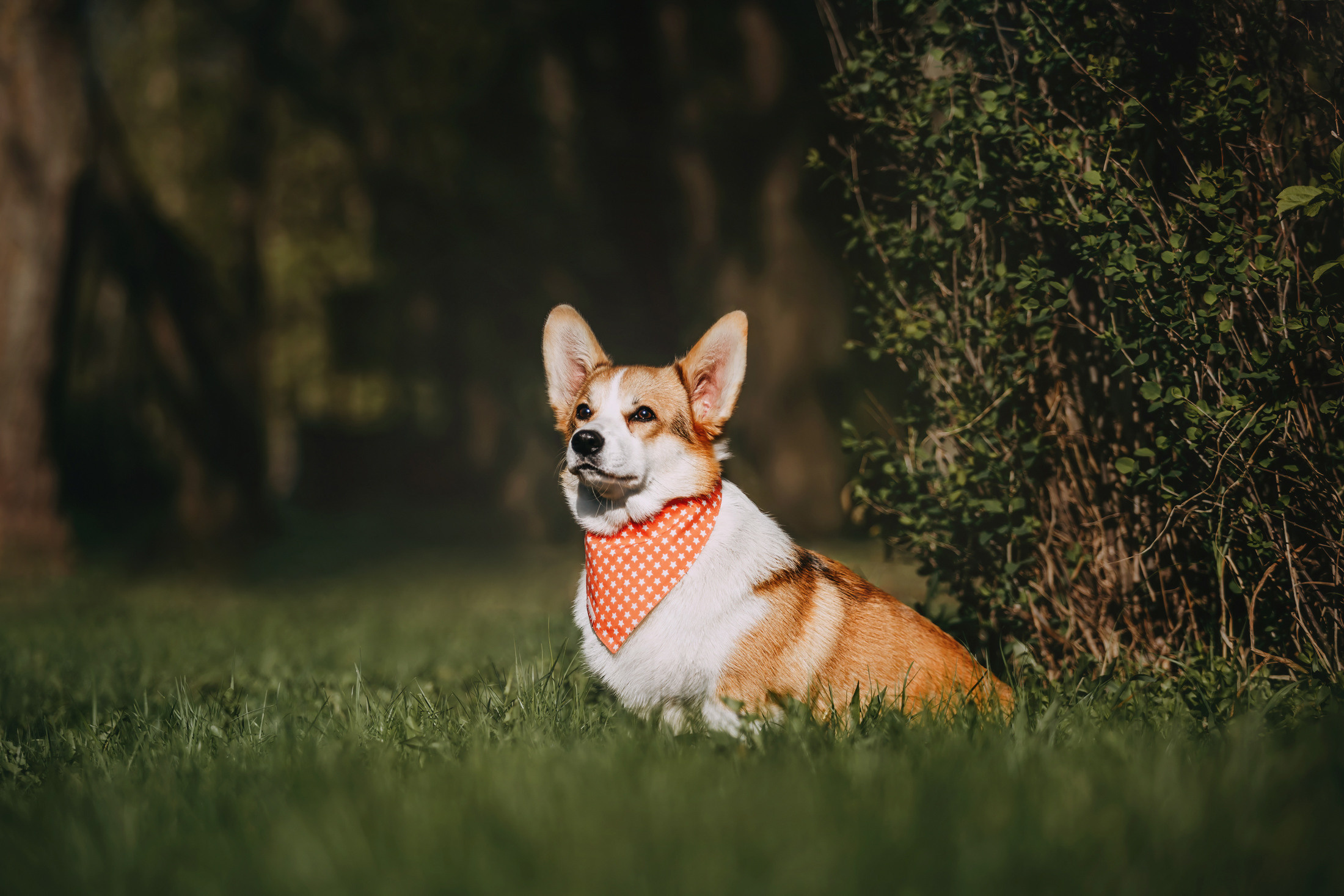 Вилла. Фотограф-анималист Елена Радченко, Москва
