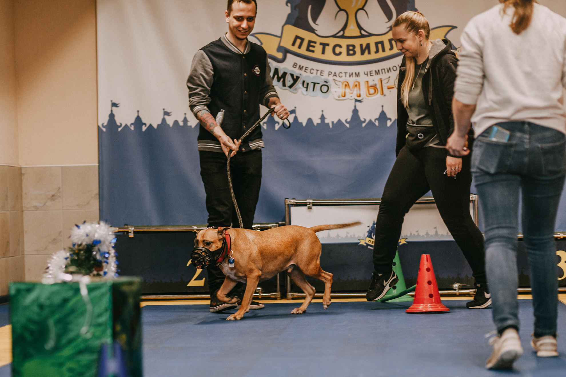 Собачий Новый год. Фотограф-анималист Елена Радченко, Москва