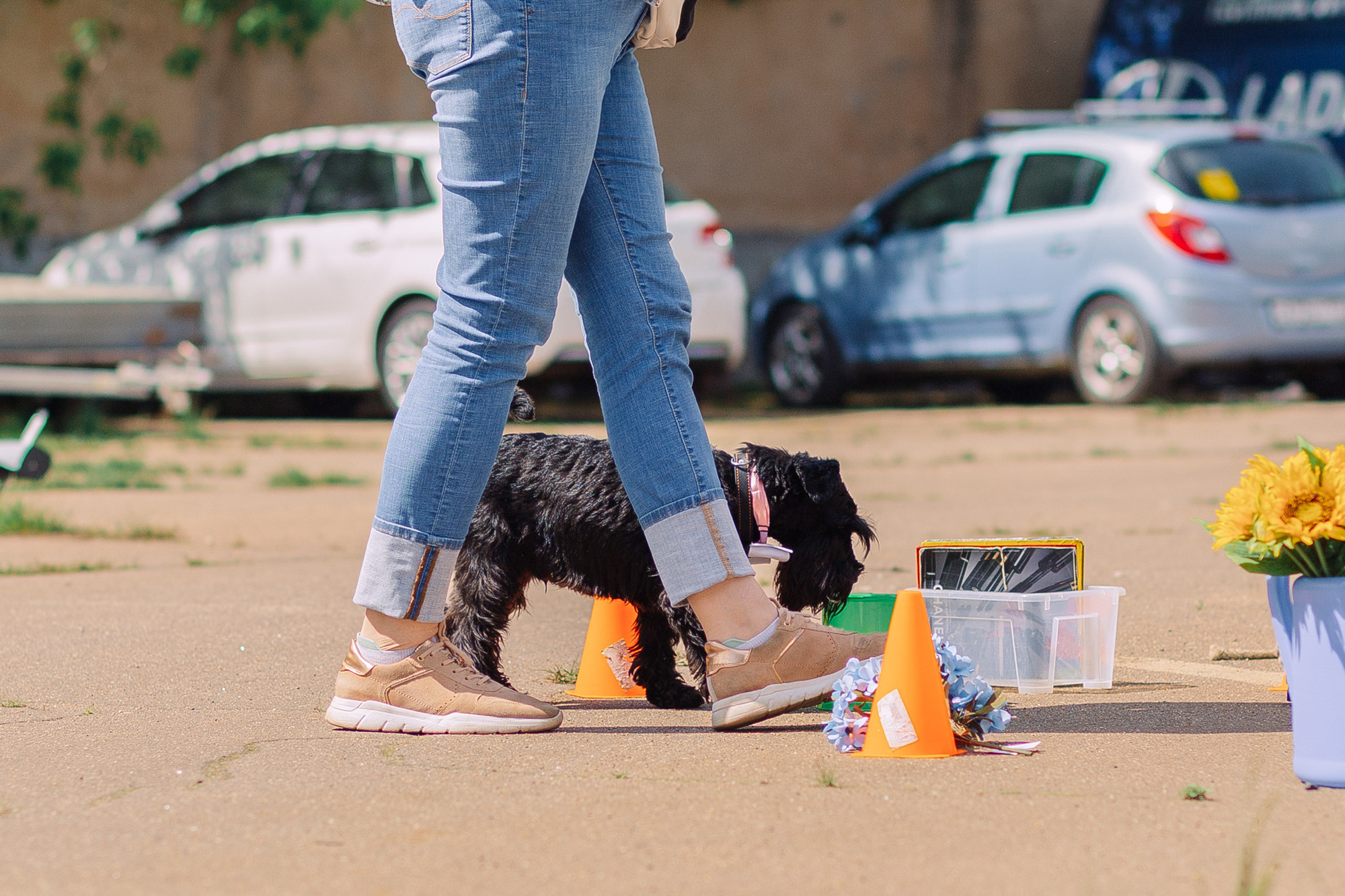 Дог-туса. Фотограф-анималист Елена Радченко, Москва