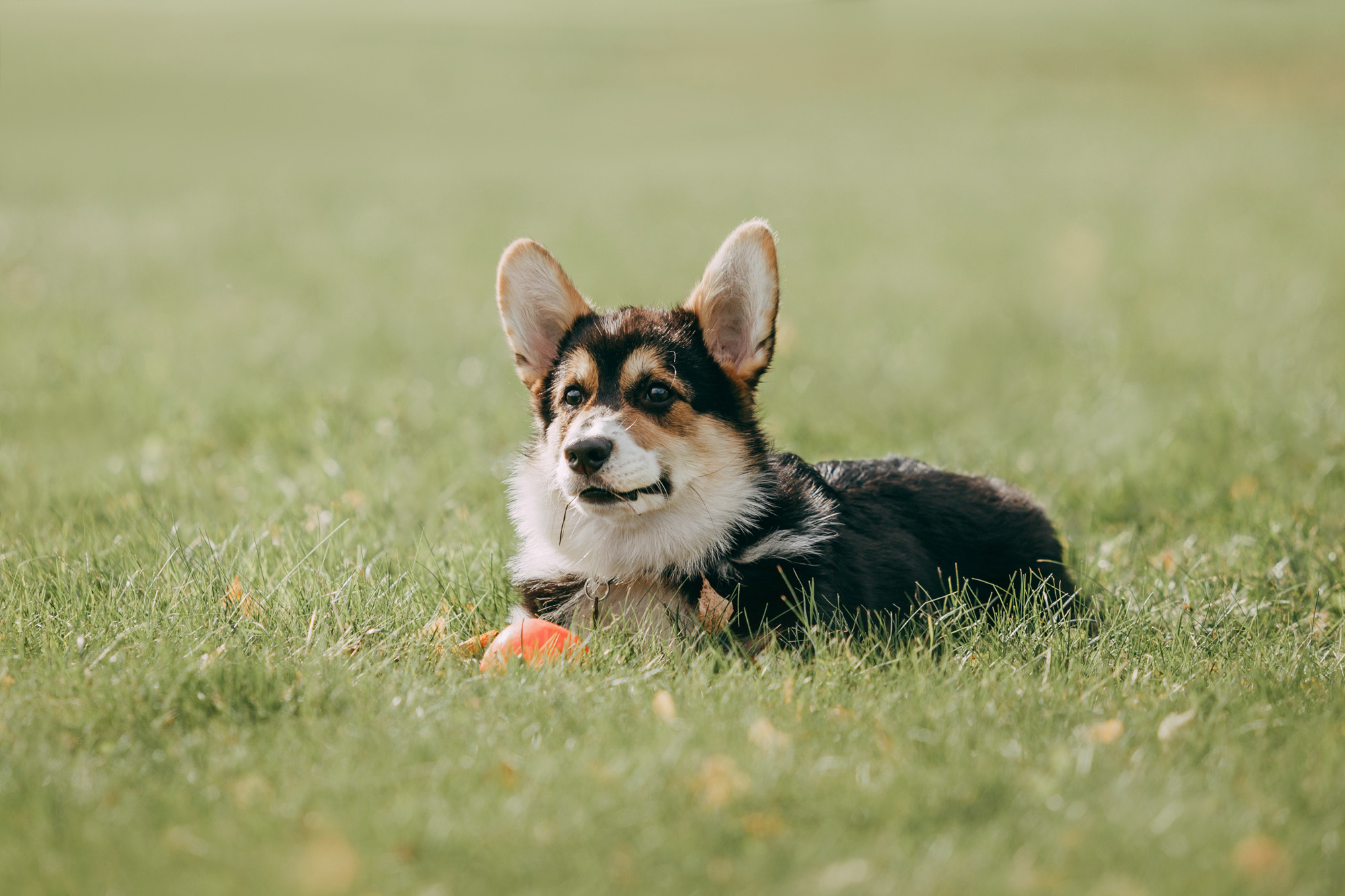 День рождения Габи. Фотограф-анималист Елена Радченко, Москва