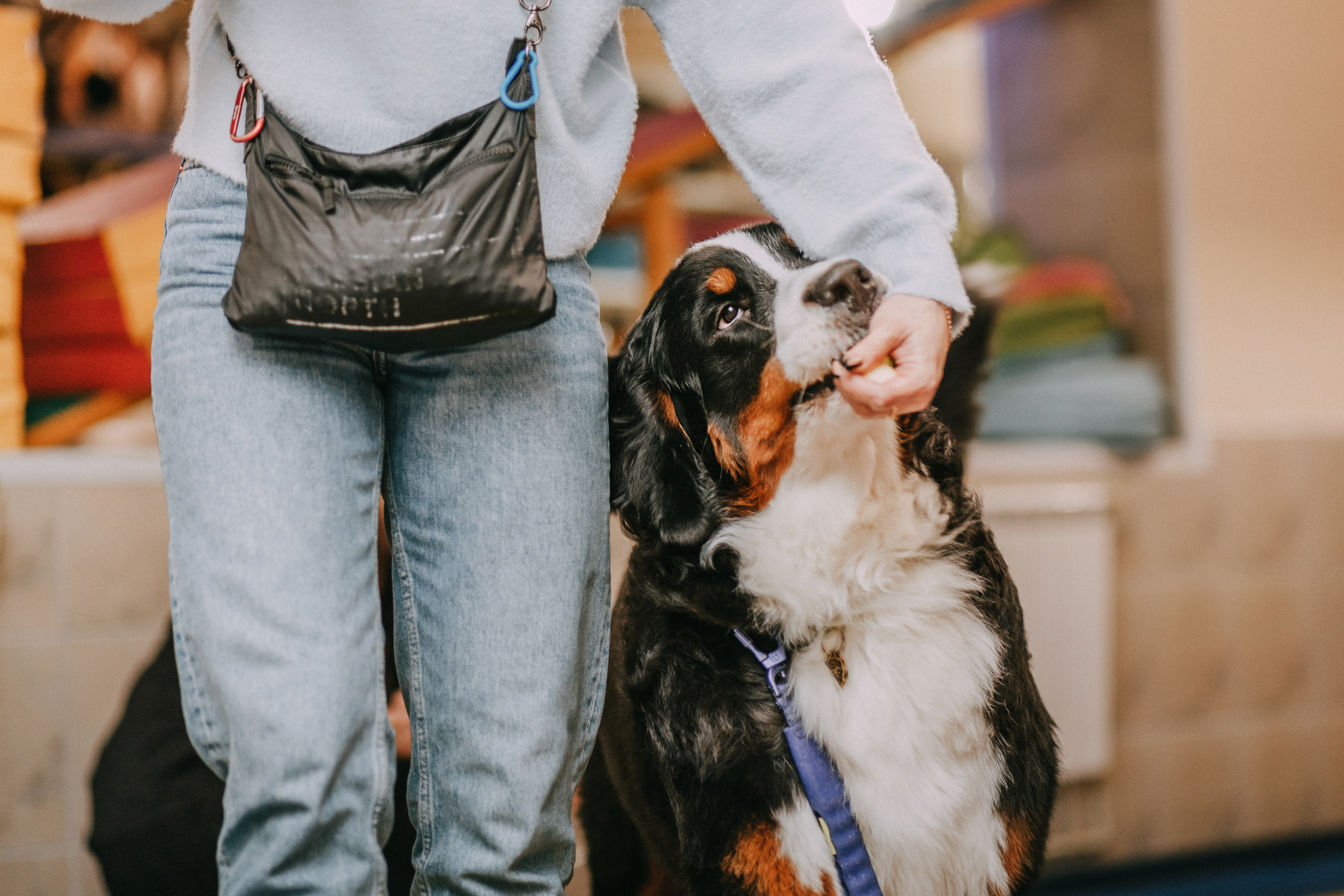 Собачий Новый год. Фотограф-анималист Елена Радченко, Москва