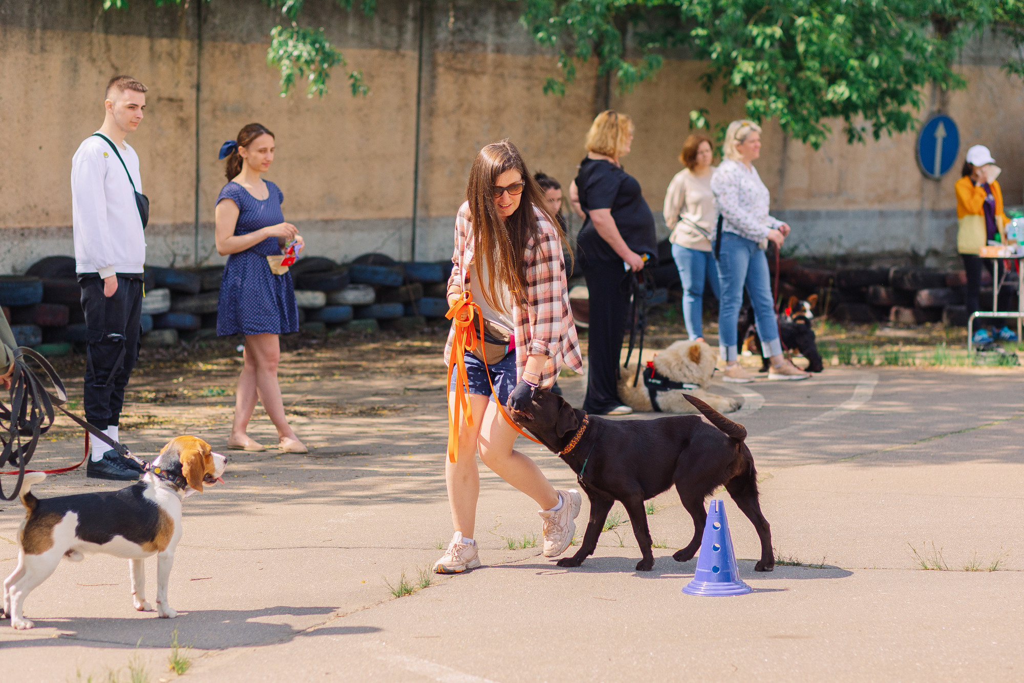 Дог-туса. Фотограф-анималист Елена Радченко, Москва