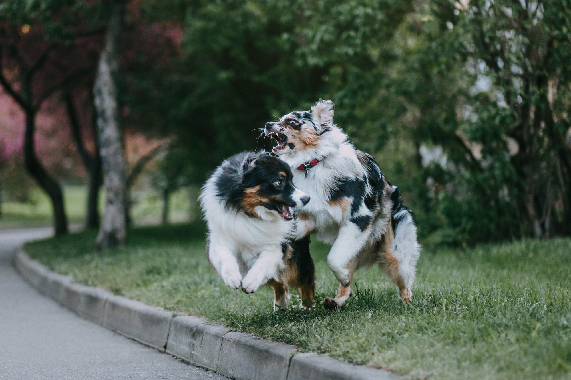 Анна, Чарли и Ева. Фотограф-анималист Елена Радченко, Москва