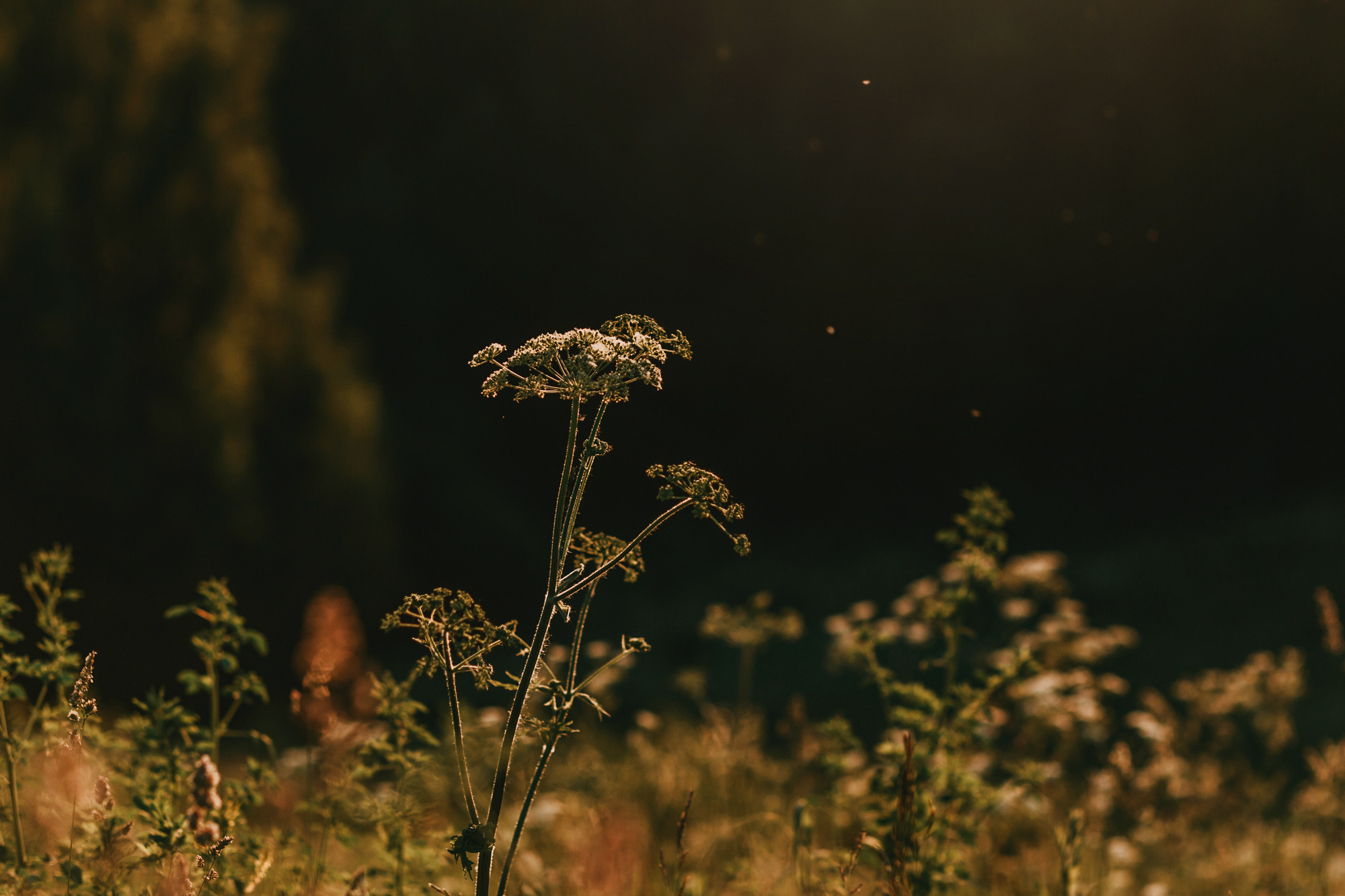 Майя и Снуп. Фотограф-анималист Елена Радченко, Москва