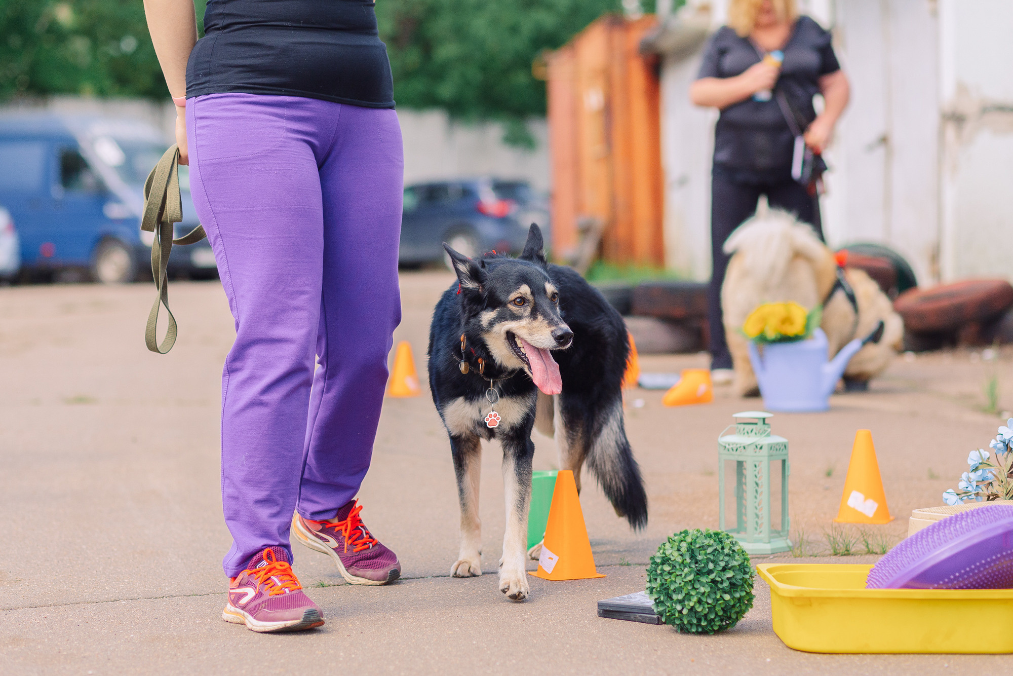 Дог-туса. Фотограф-анималист Елена Радченко, Москва
