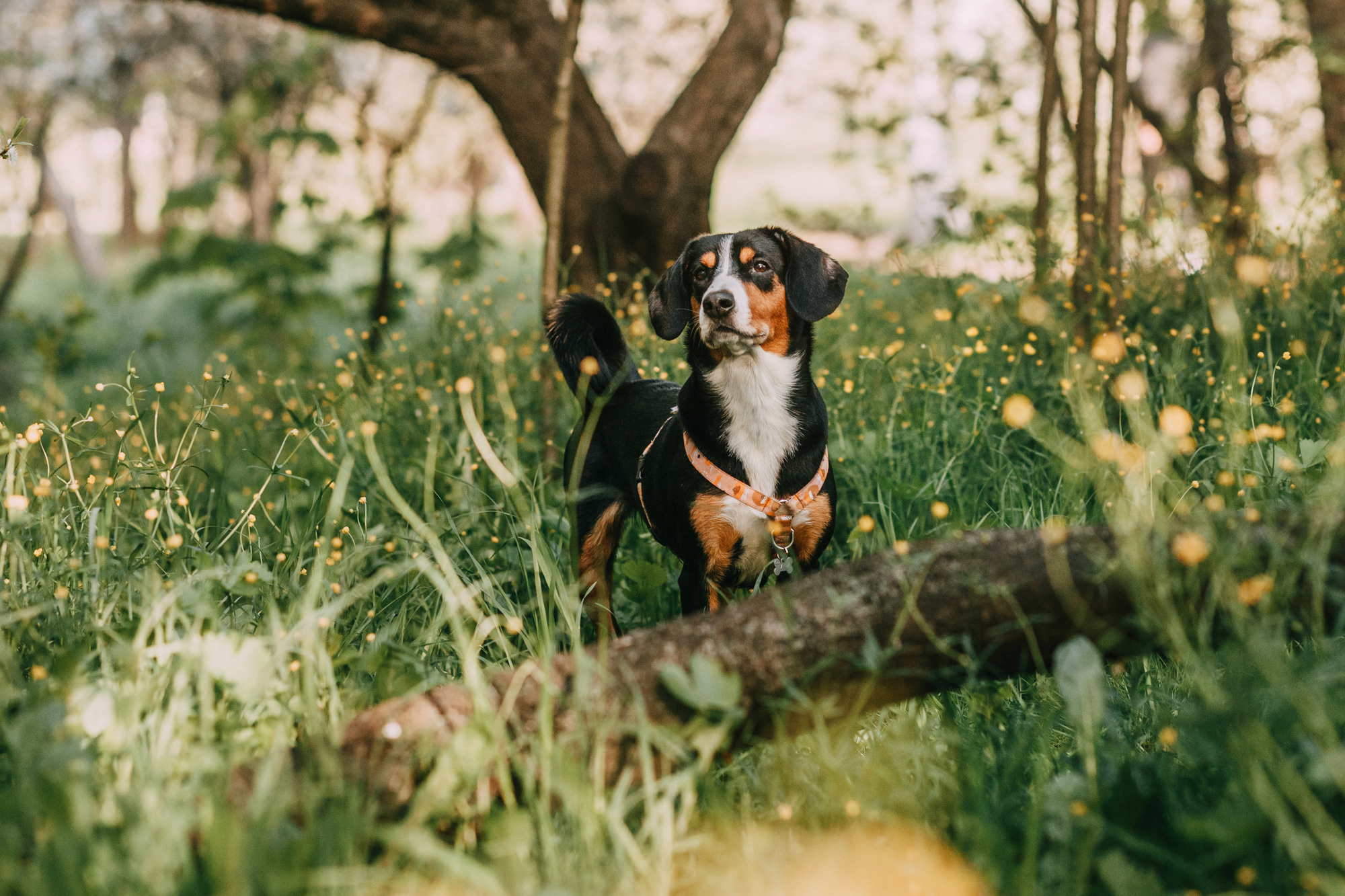 Аня и Вафля. Фотограф-анималист Елена Радченко, Москва