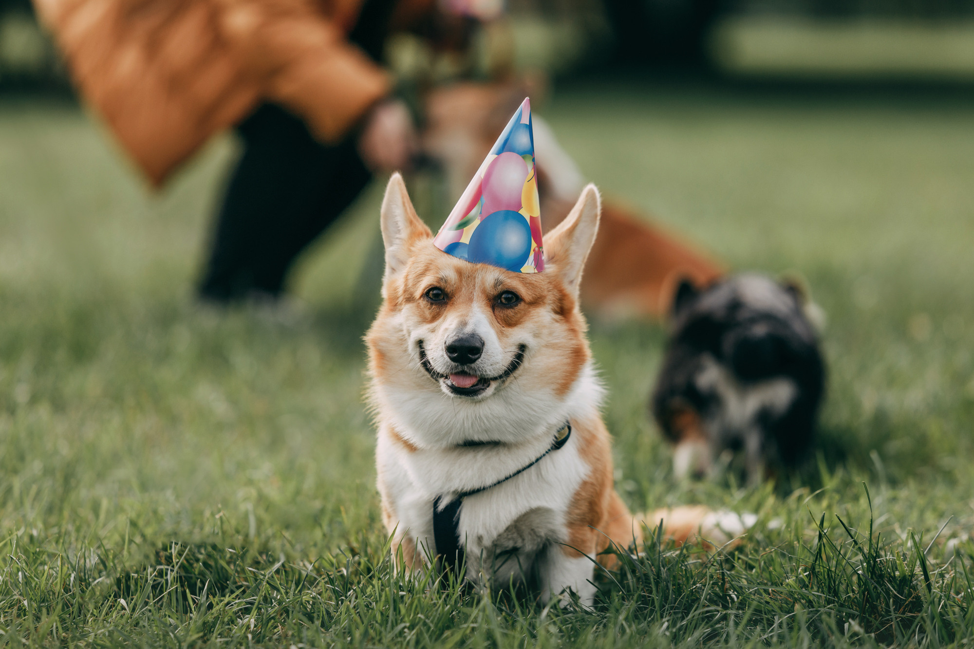 День рождения Габи. Фотограф-анималист Елена Радченко, Москва