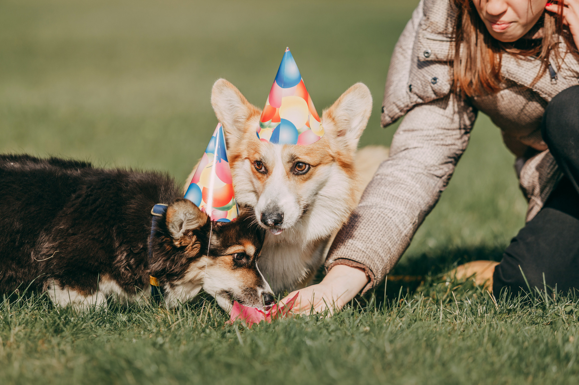 День рождения Габи. Фотограф-анималист Елена Радченко, Москва