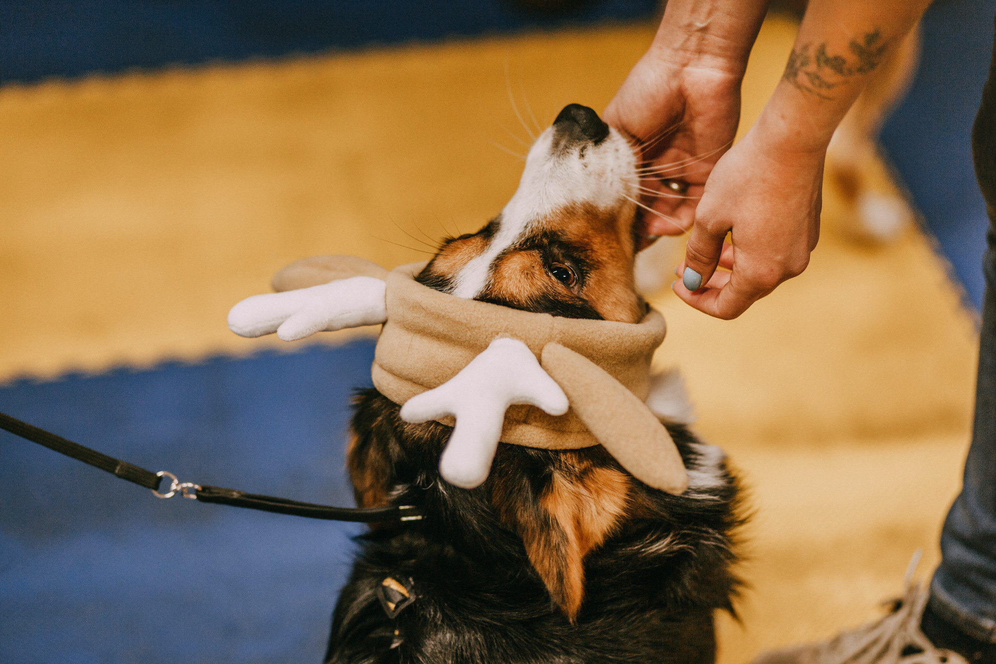 Собачий Новый год. Фотограф-анималист Елена Радченко, Москва