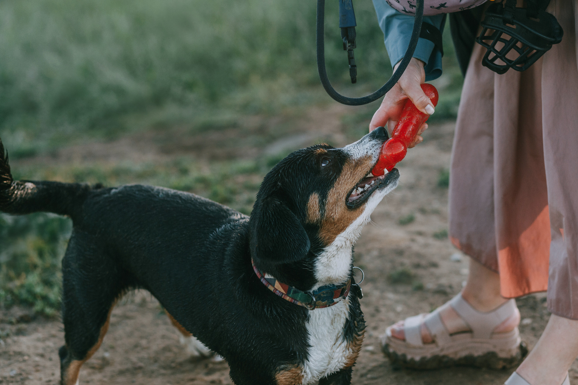 Лида и Яра. Фотограф-анималист Елена Радченко, Москва