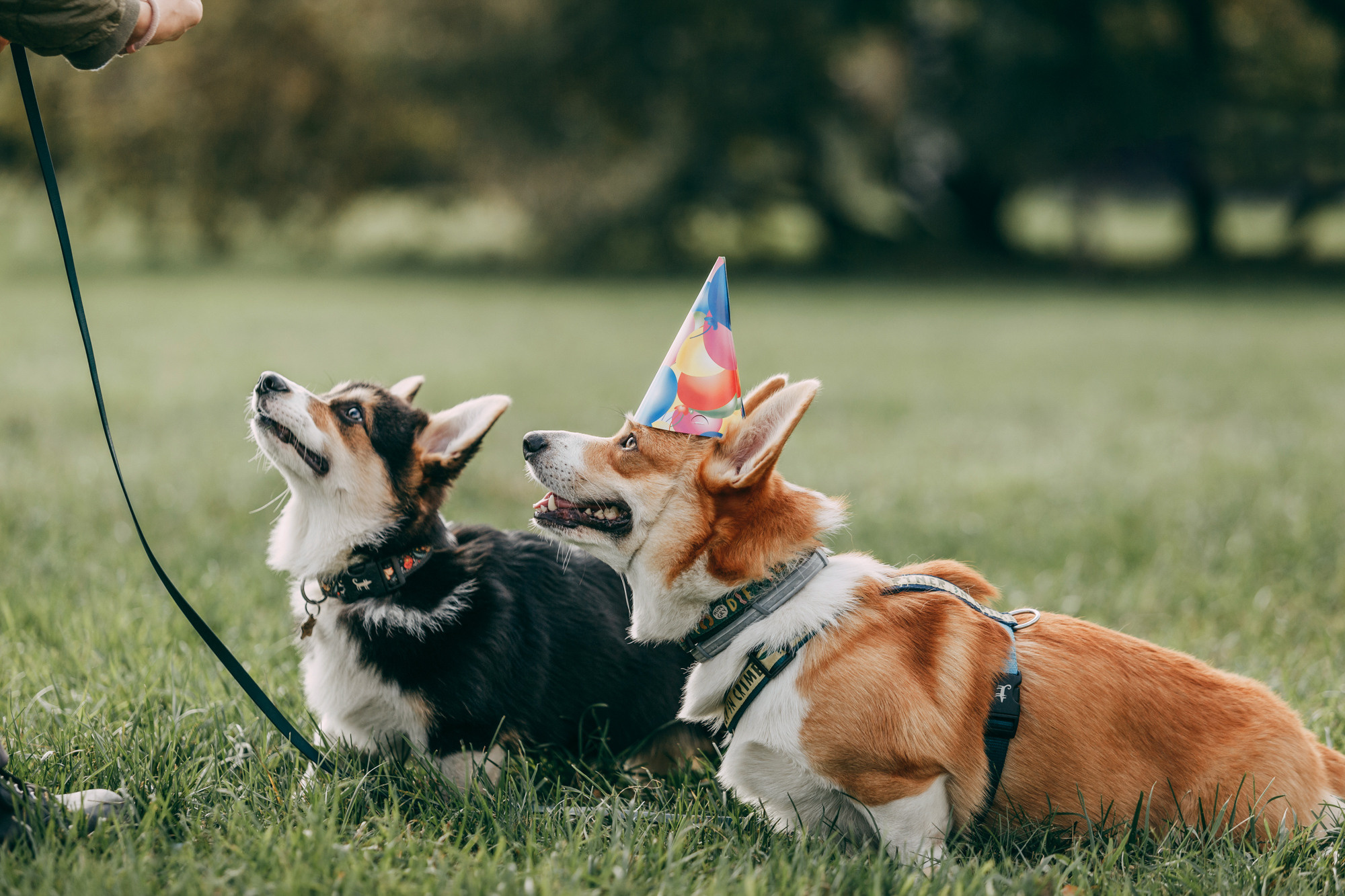 День рождения Габи. Фотограф-анималист Елена Радченко, Москва