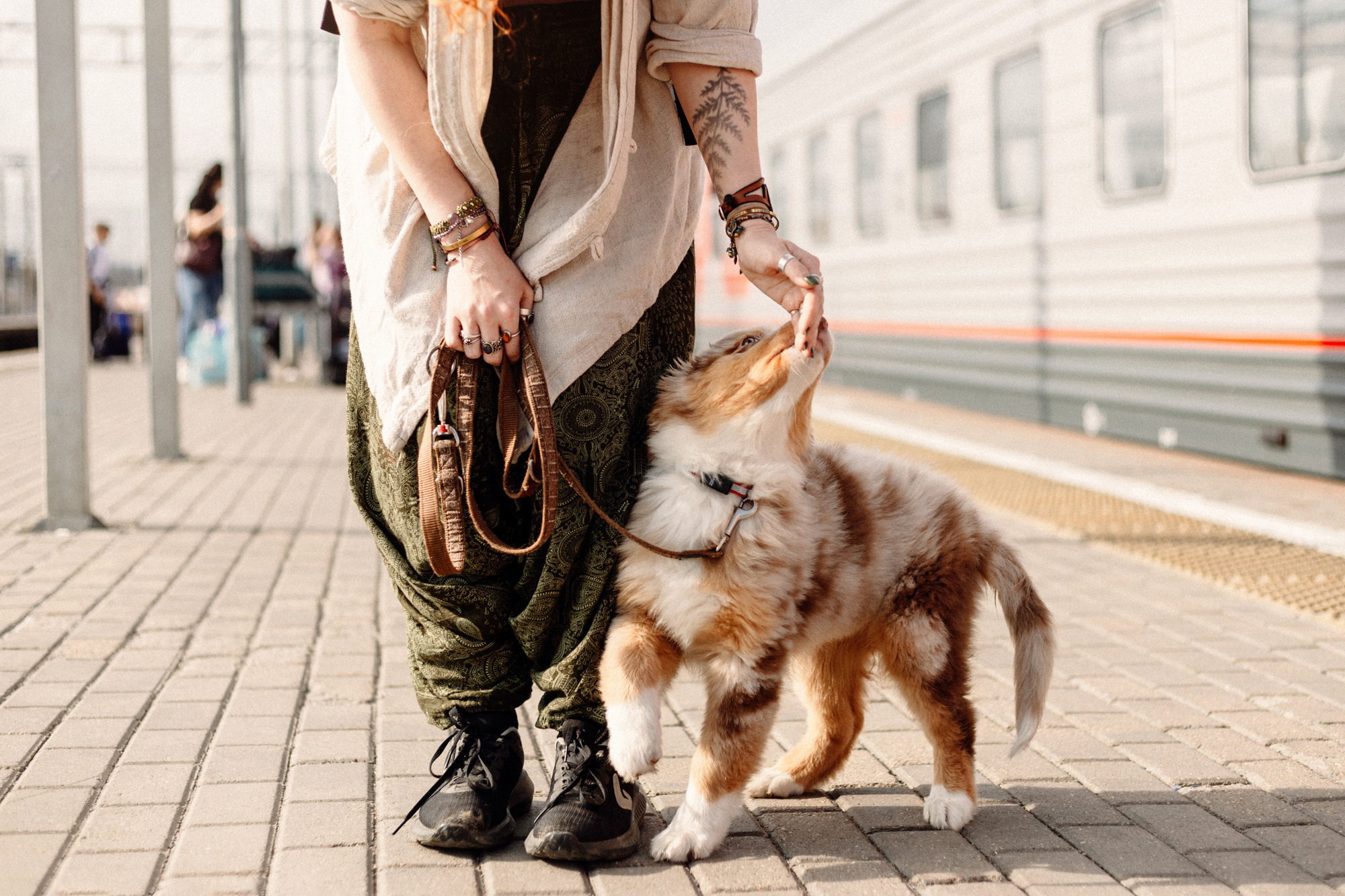 Тася и Брусника. Встреча с поезда. Фотограф-анималист Елена Радченко, Москва