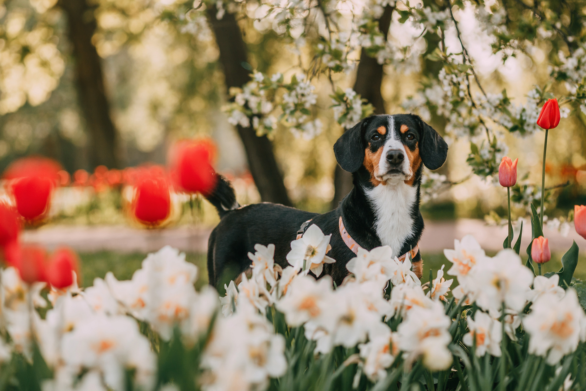 Аня и Вафля. Фотограф-анималист Елена Радченко, Москва