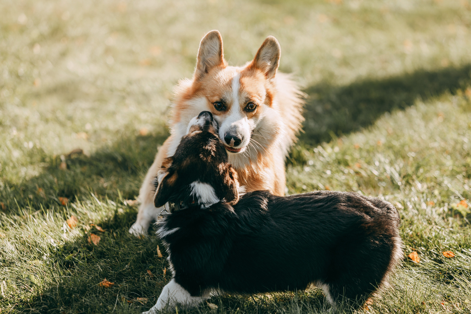 День рождения Габи. Фотограф-анималист Елена Радченко, Москва