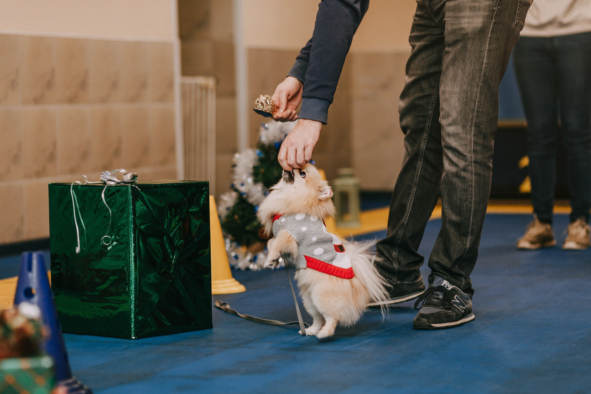 Собачий Новый год. Фотограф-анималист Елена Радченко, Москва