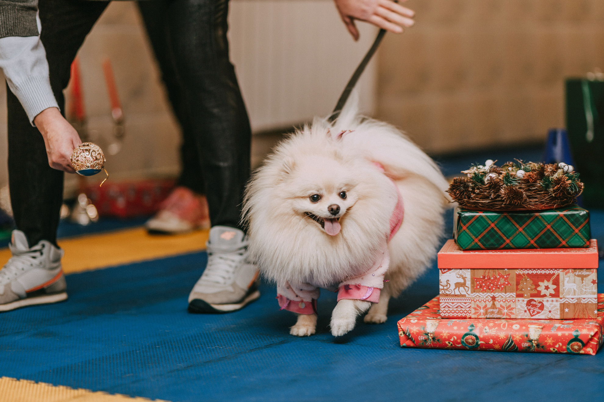 Собачий Новый год. Фотограф-анималист Елена Радченко, Москва