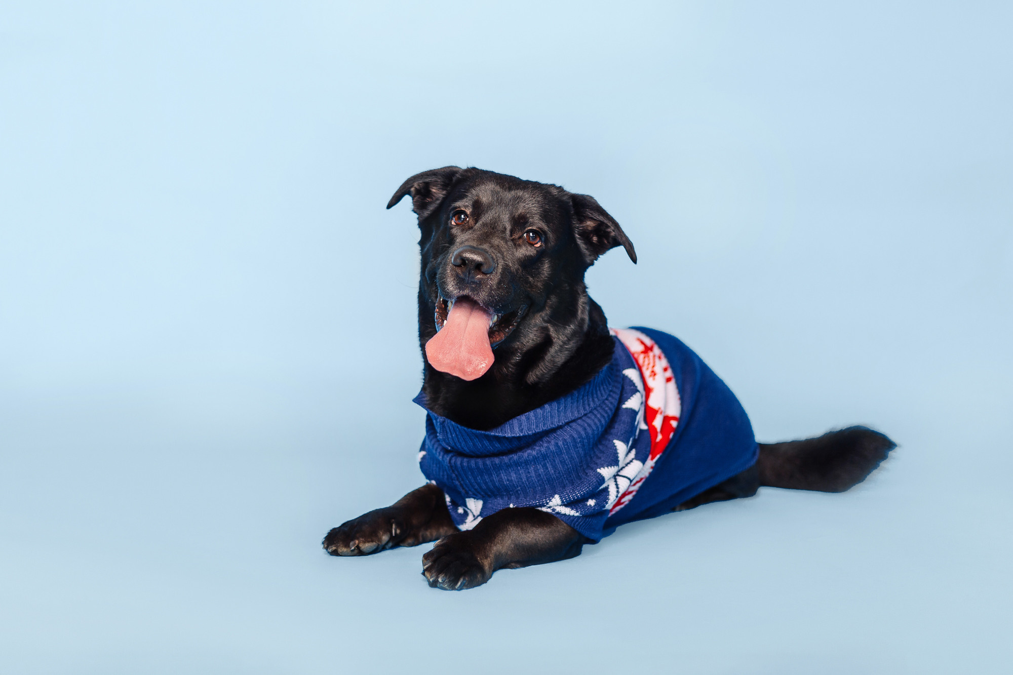 Магазин Friend of mine. Фотограф-анималист Елена Радченко, Москва