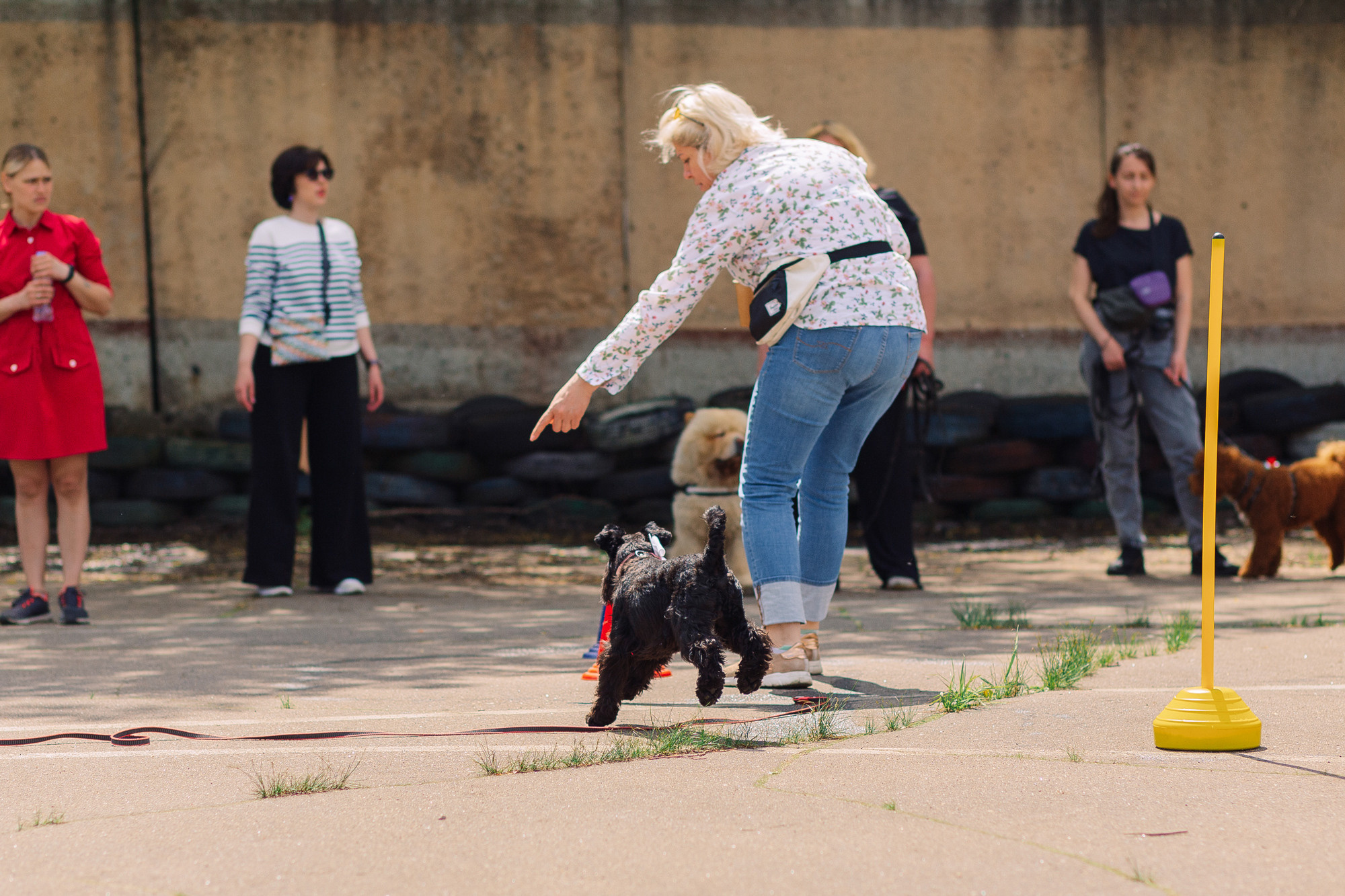 Дог-туса. Фотограф-анималист Елена Радченко, Москва