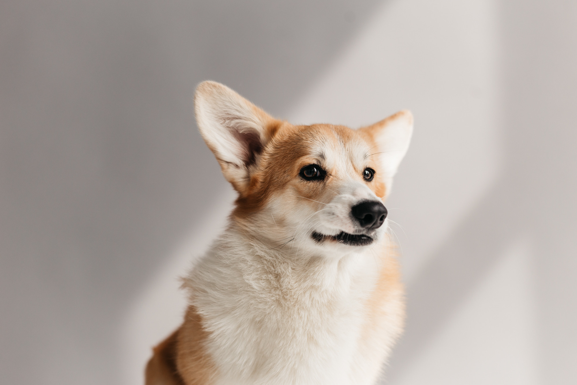 Фотодень 4 апреля. Фотограф-анималист Елена Радченко, Москва