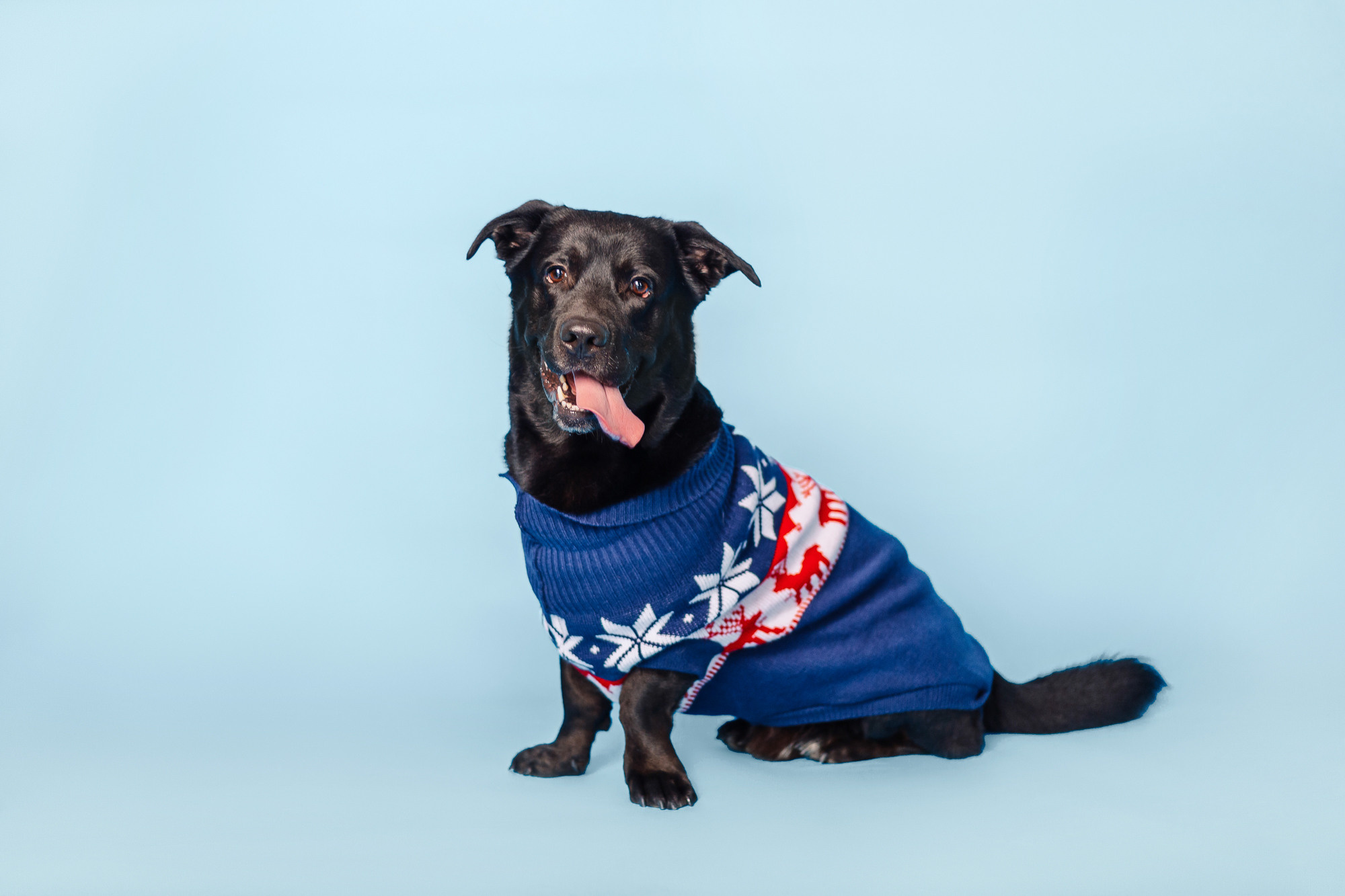 Магазин Friend of mine. Фотограф-анималист Елена Радченко, Москва