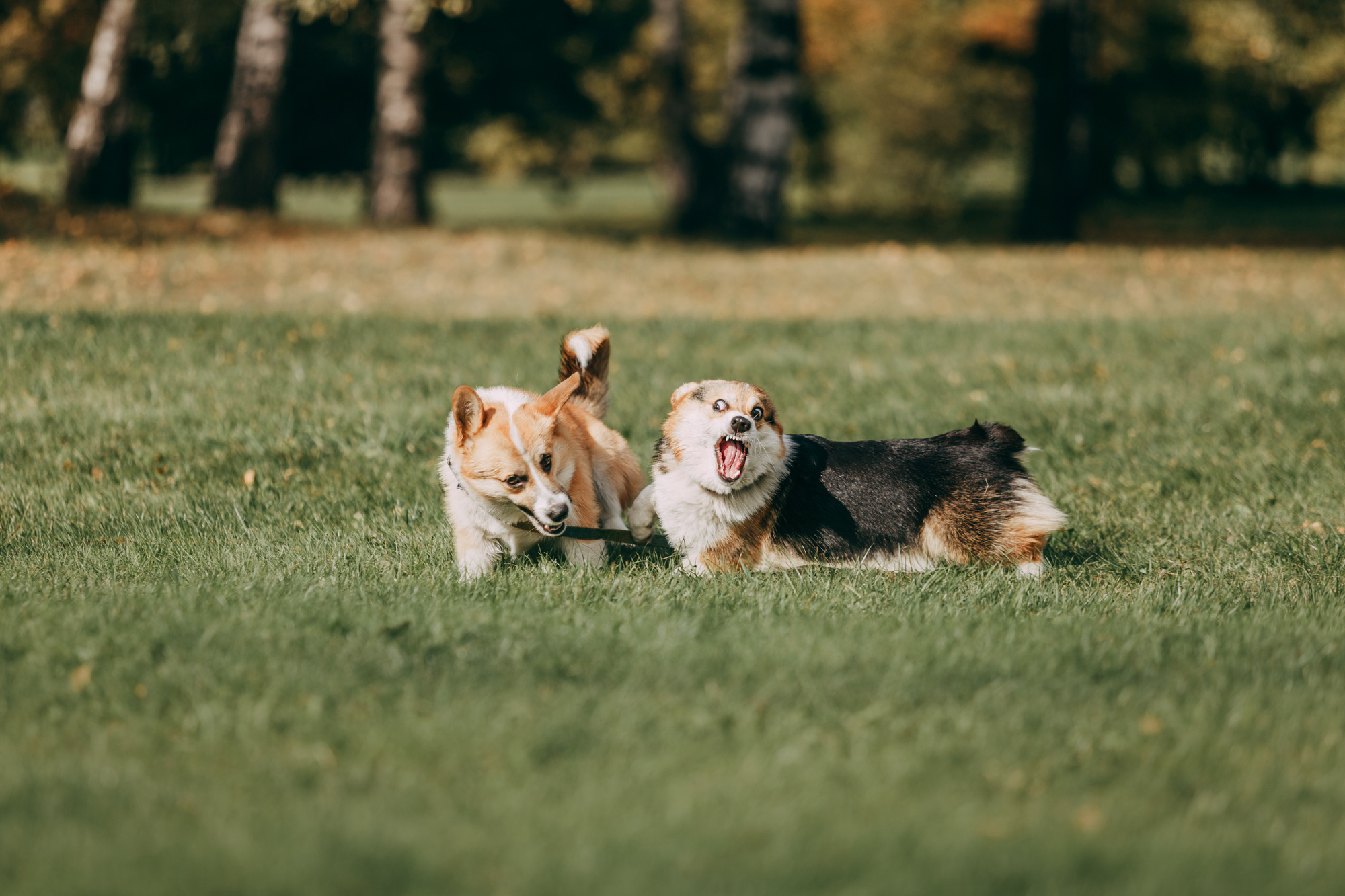 День рождения Габи. Фотограф-анималист Елена Радченко, Москва