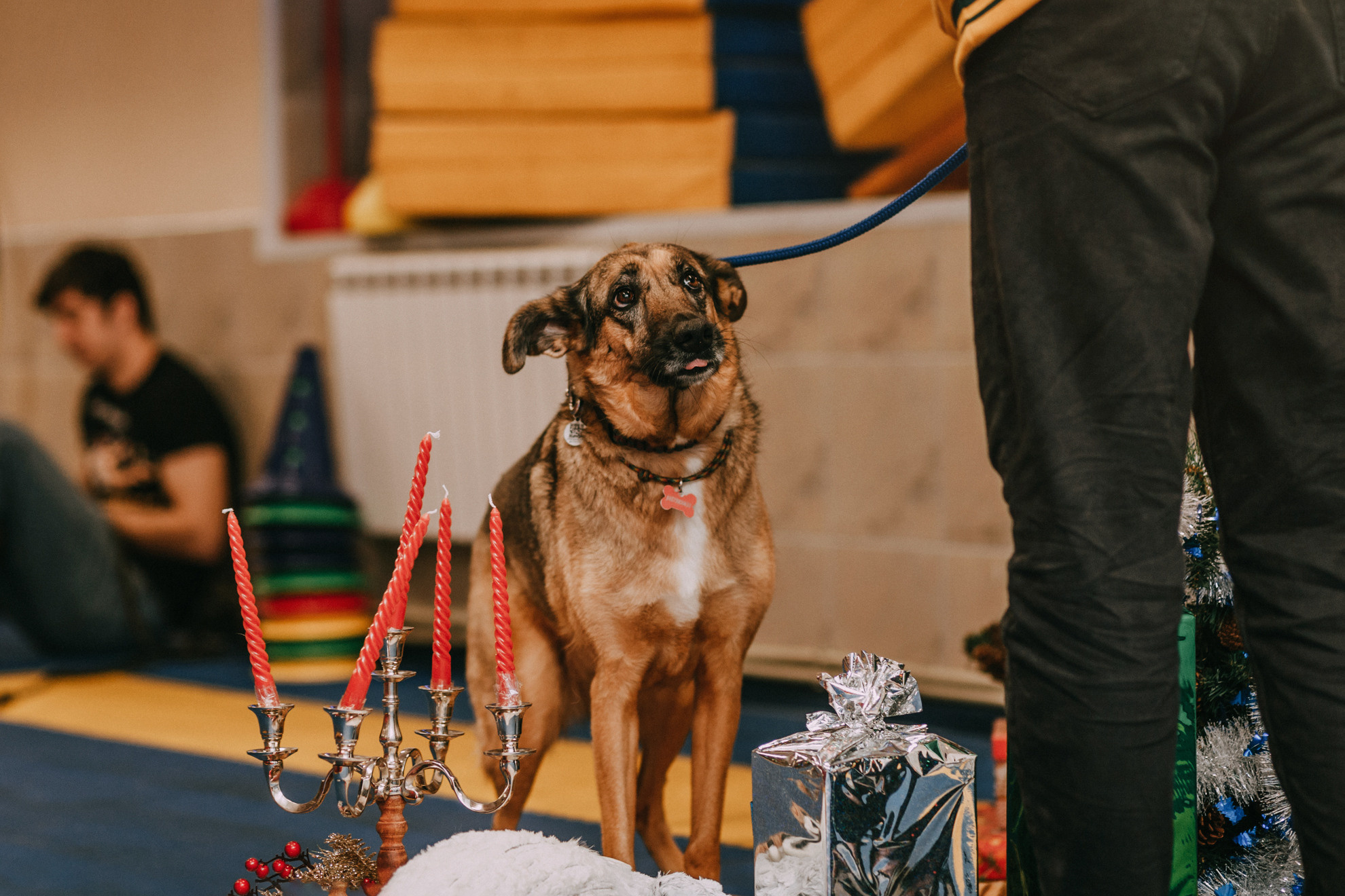 Собачий Новый год. Фотограф-анималист Елена Радченко, Москва