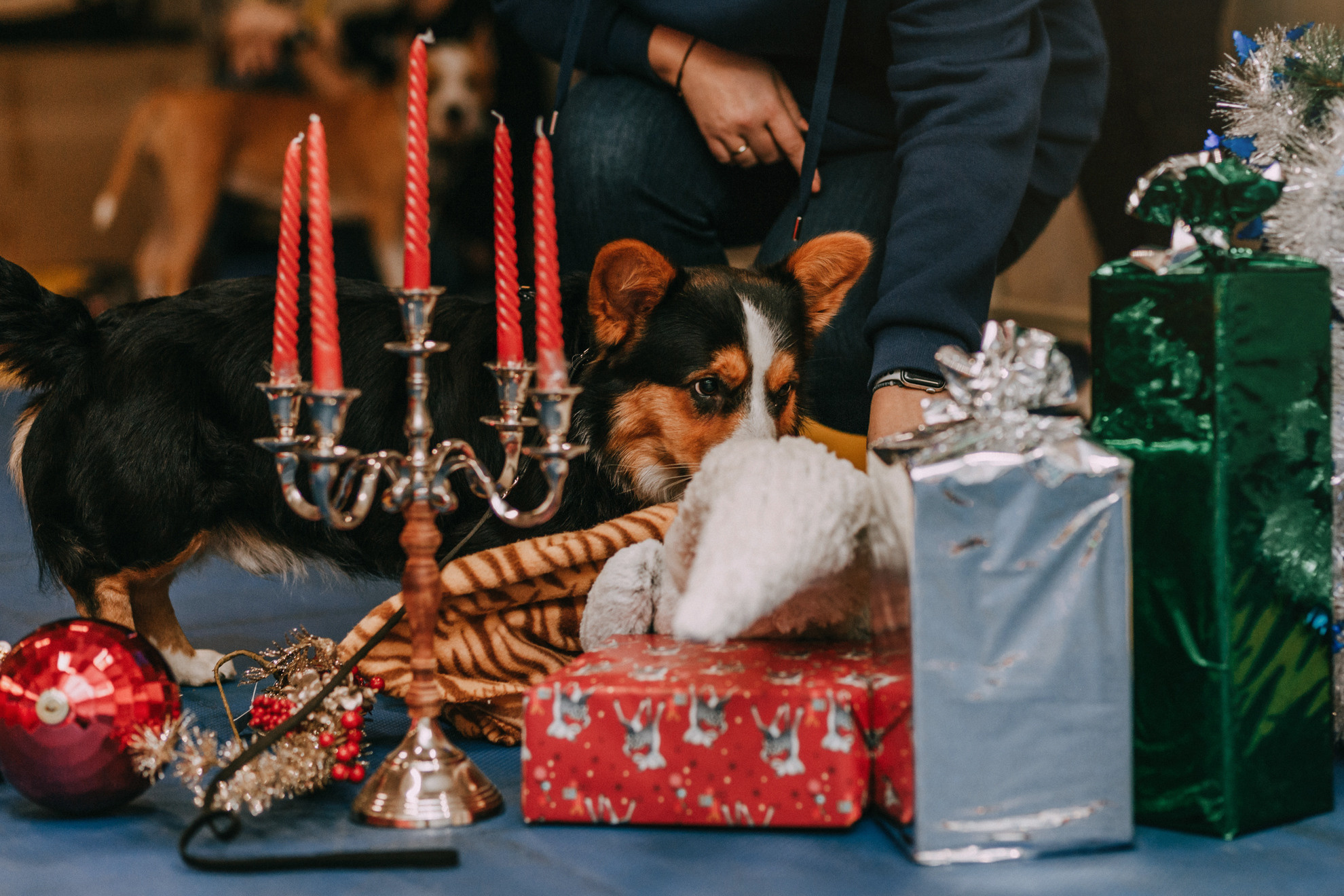 Собачий Новый год. Фотограф-анималист Елена Радченко, Москва