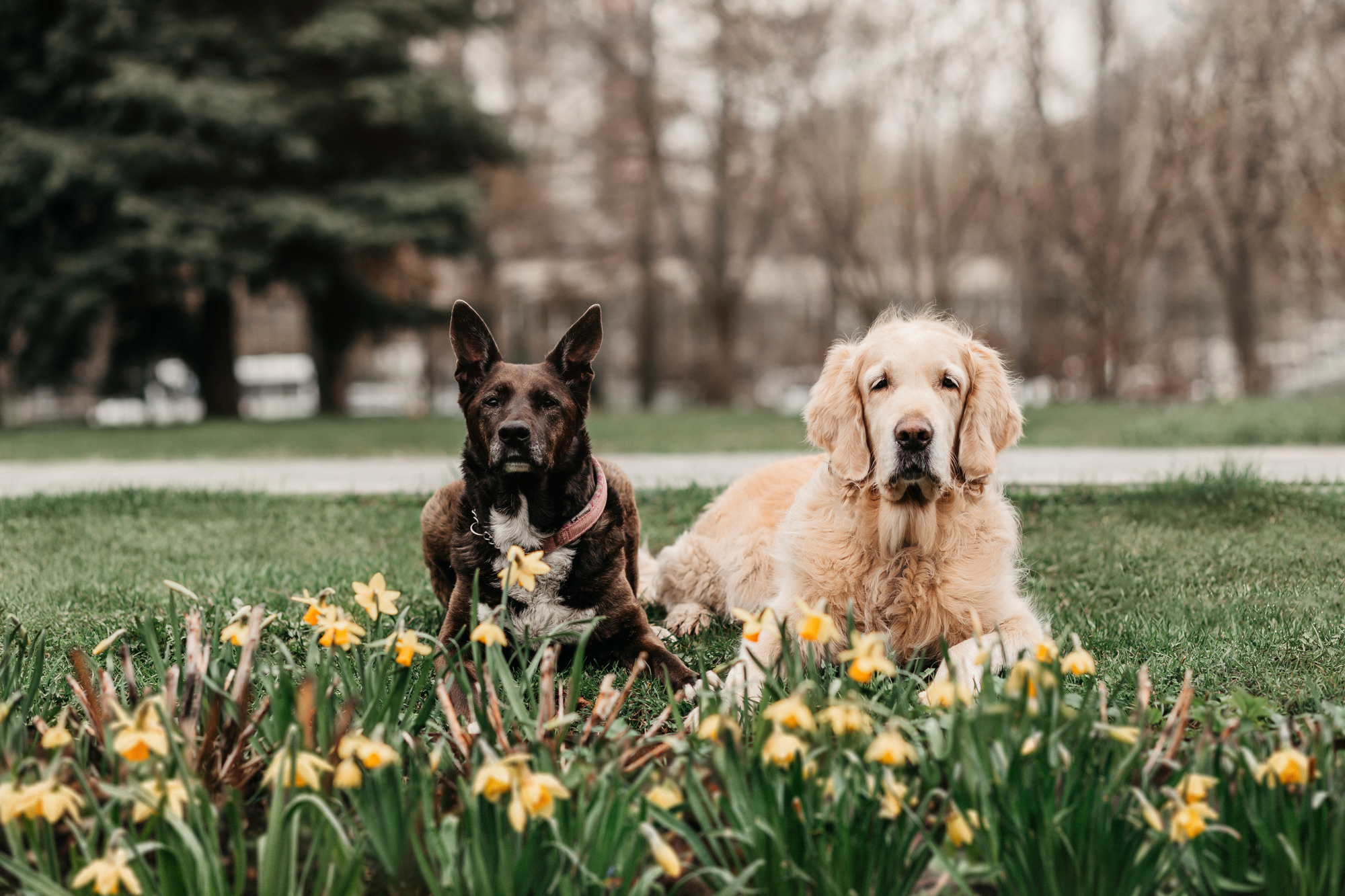 Ира, Бэлла и Альма. Фотограф-анималист Елена Радченко, Москва