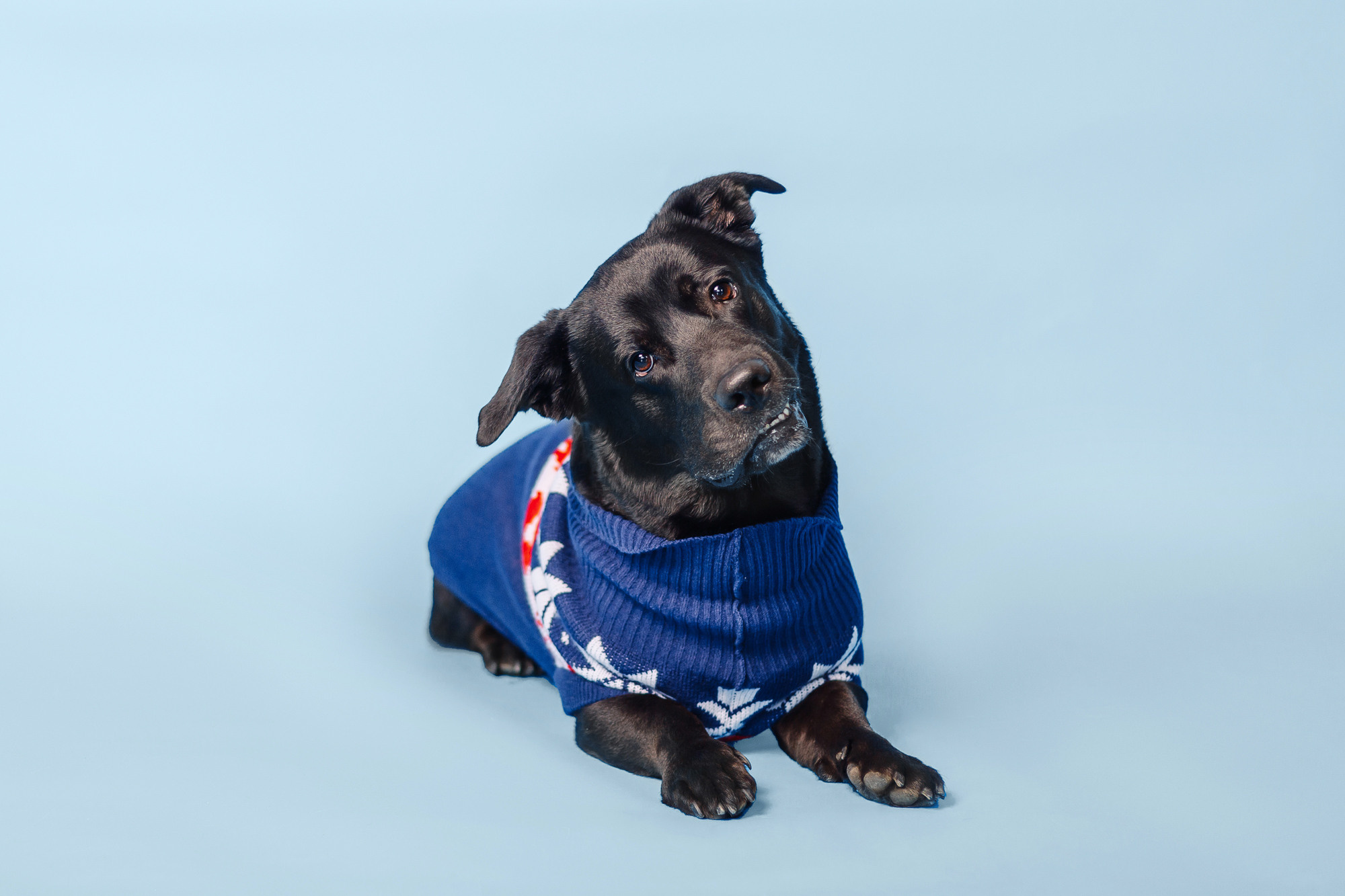 Магазин Friend of mine. Фотограф-анималист Елена Радченко, Москва