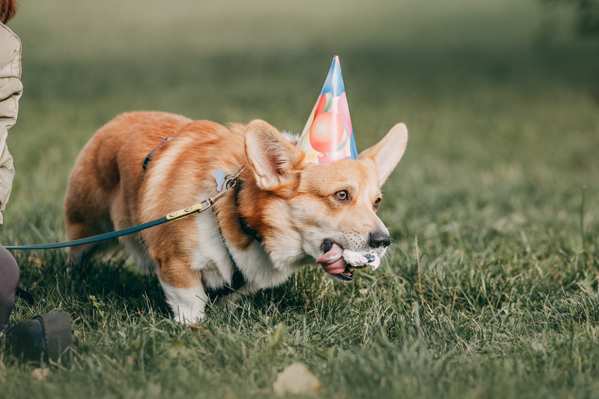 День рождения Габи. Фотограф-анималист Елена Радченко, Москва