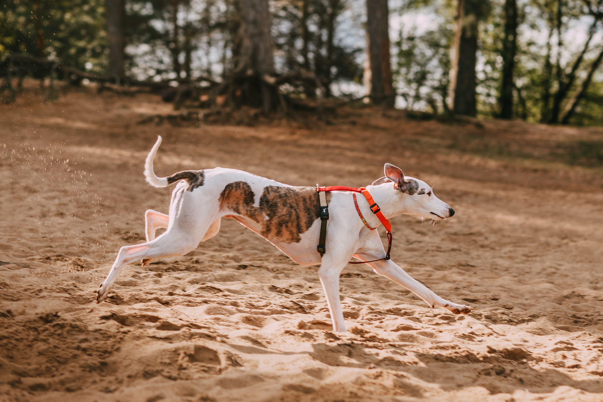 Соня, Максим, Данте и Ланя. Фотограф-анималист Елена Радченко, Москва