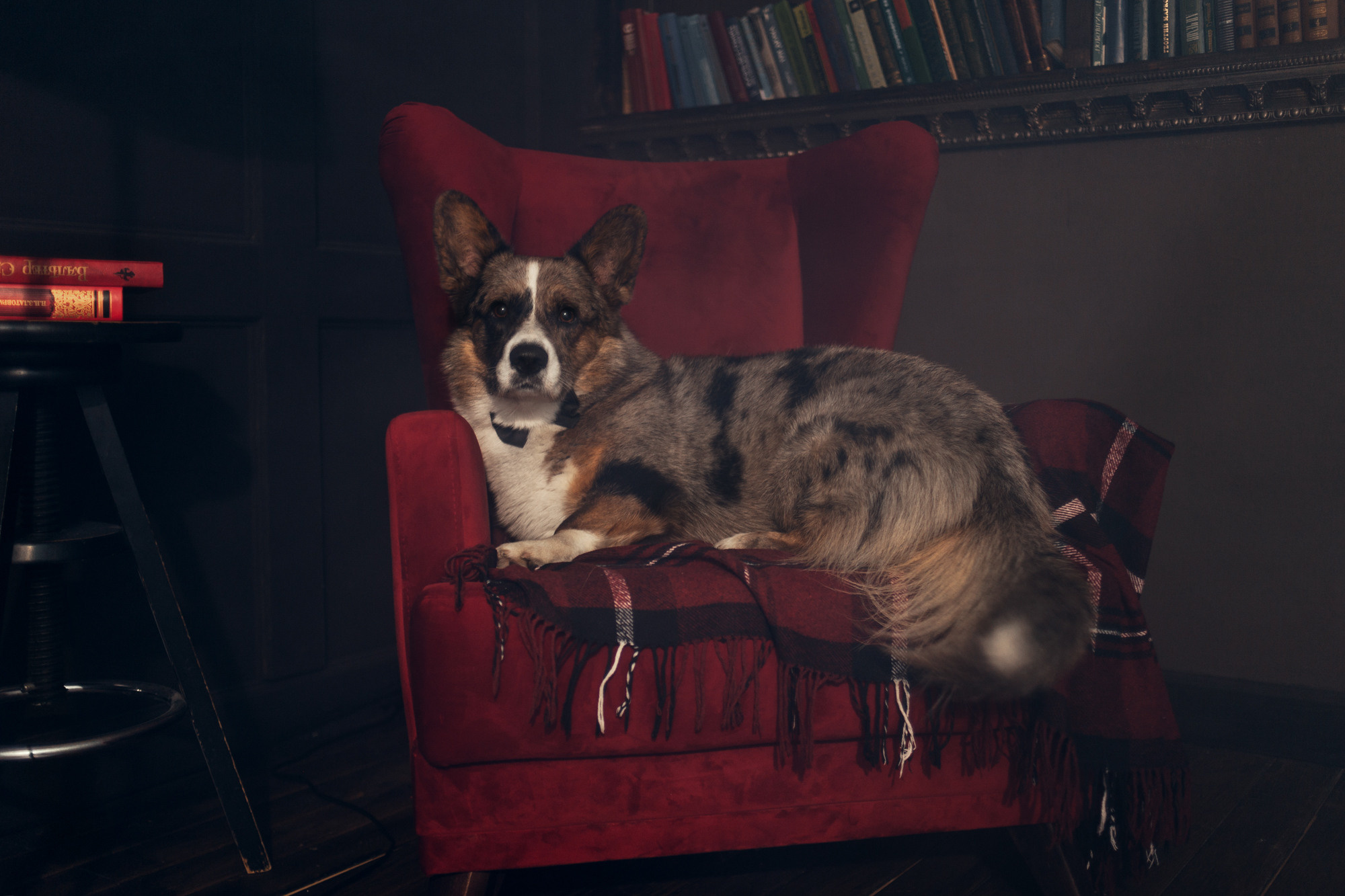 Оля и Куб. Фотограф-анималист Елена Радченко, Москва