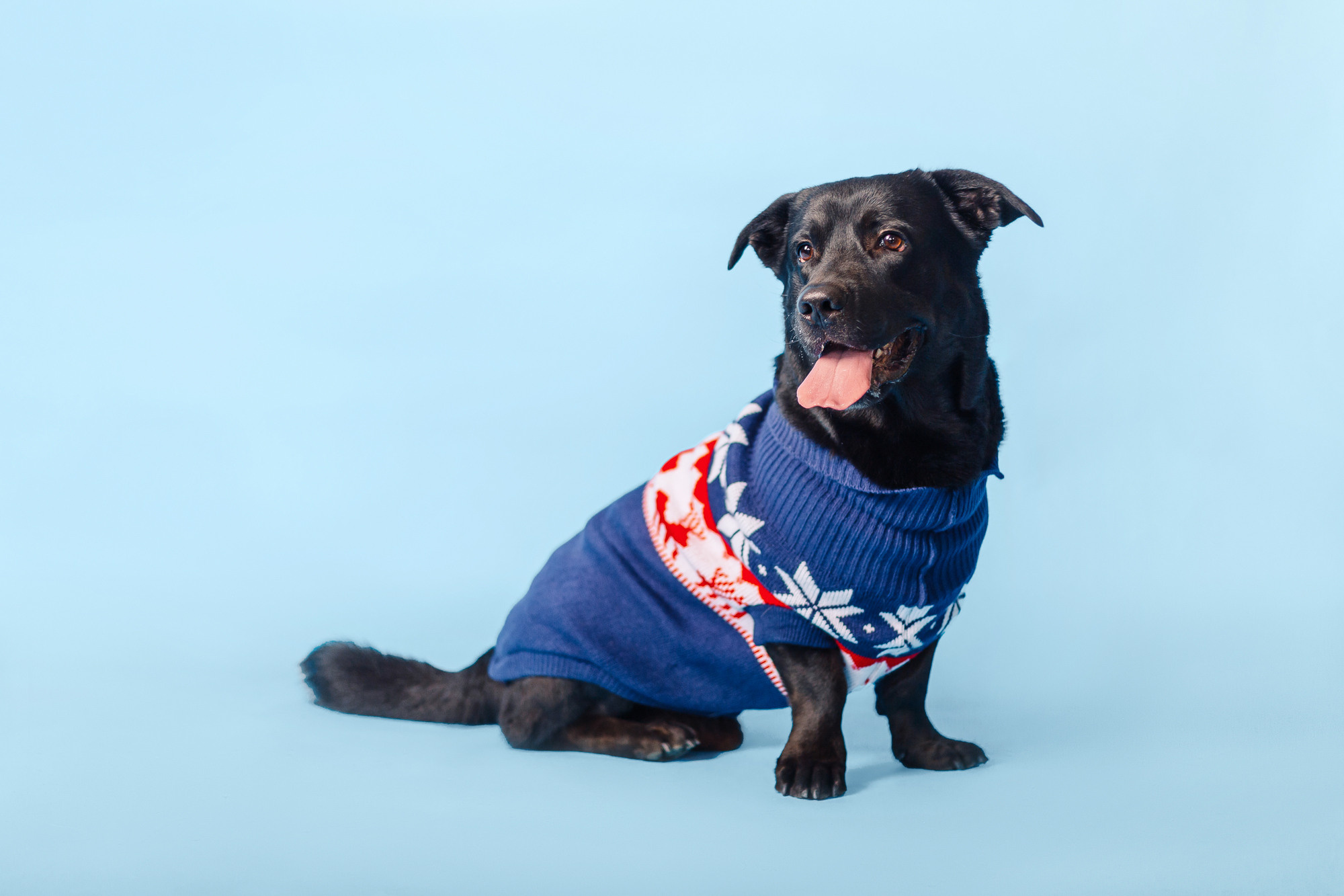 Магазин Friend of mine. Фотограф-анималист Елена Радченко, Москва